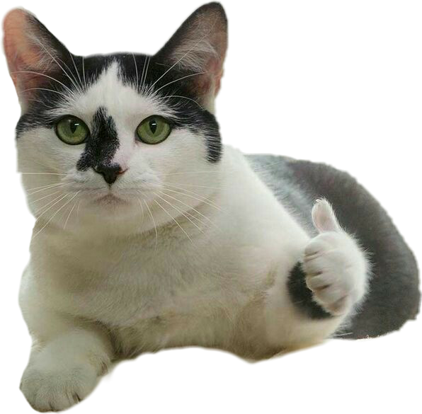 点赞猫表情包 壁纸
