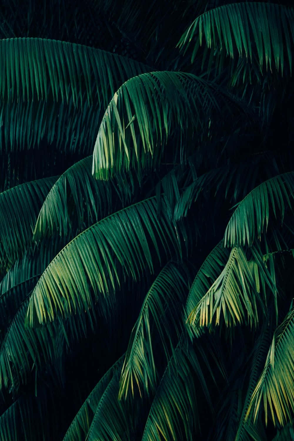 热带植物椰子树 壁纸