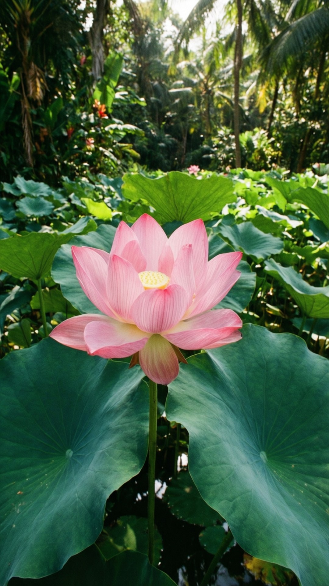 热带莲花池塘 壁纸