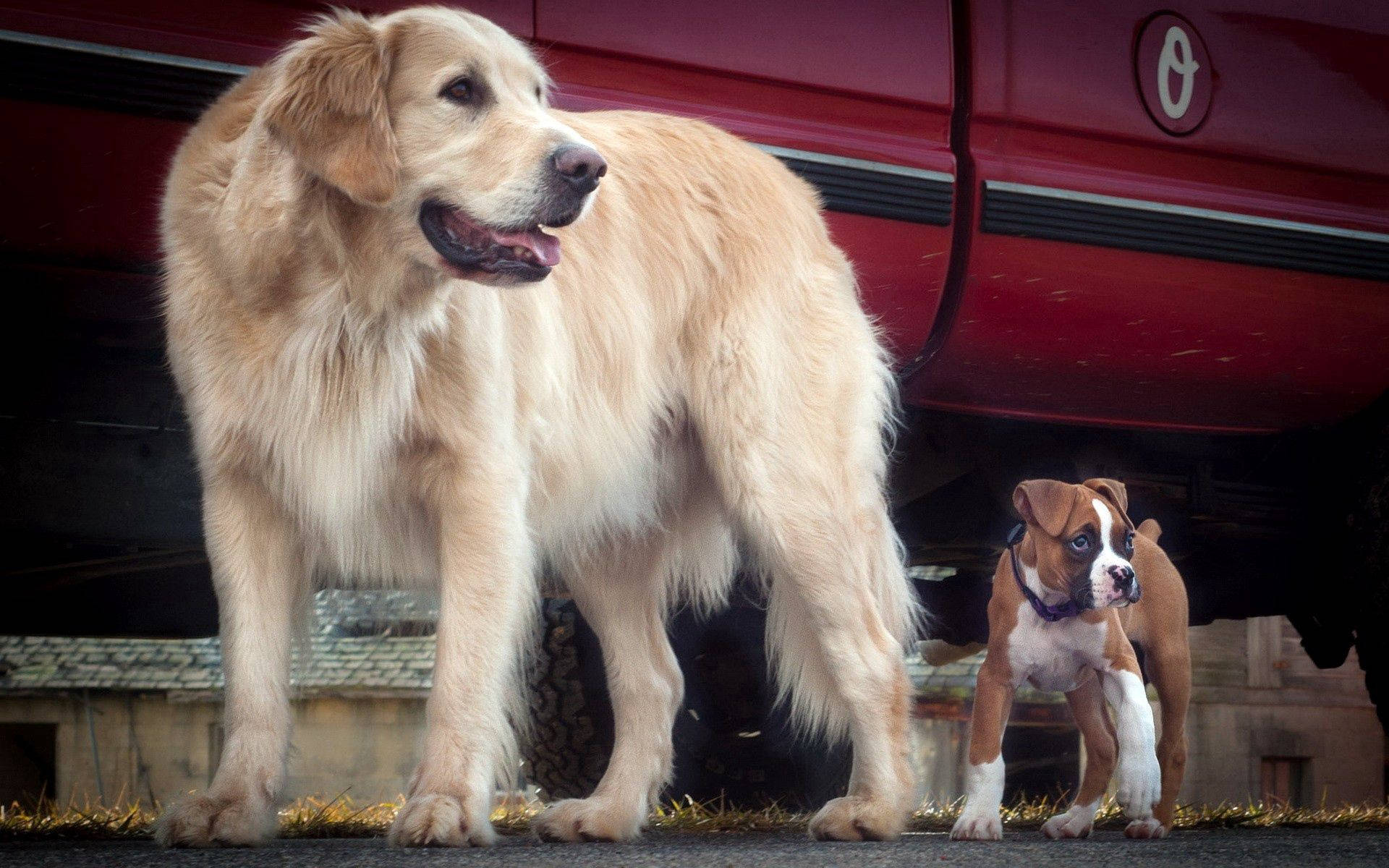金色狗和斗牛犬幼犬在红色车旁的壁纸