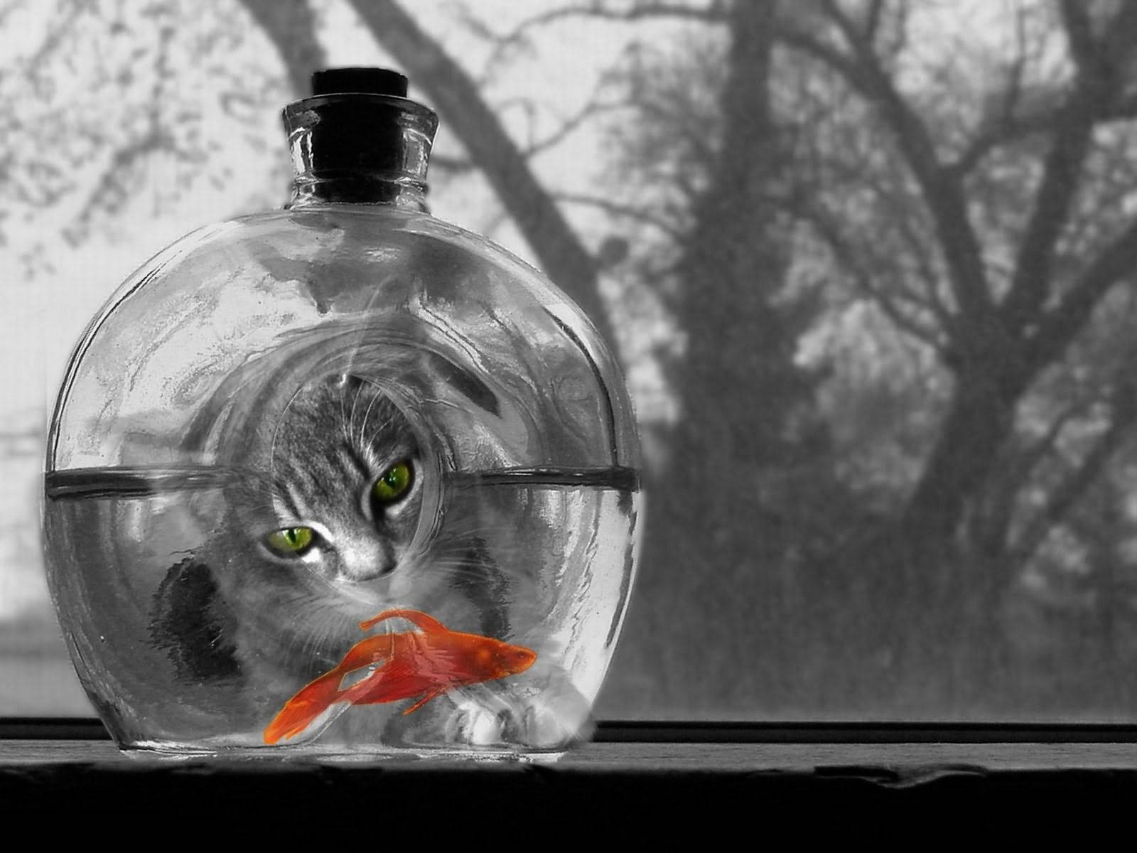 一张黑白照片中，猫咪正看着水族箱里的一条橙色鱼。