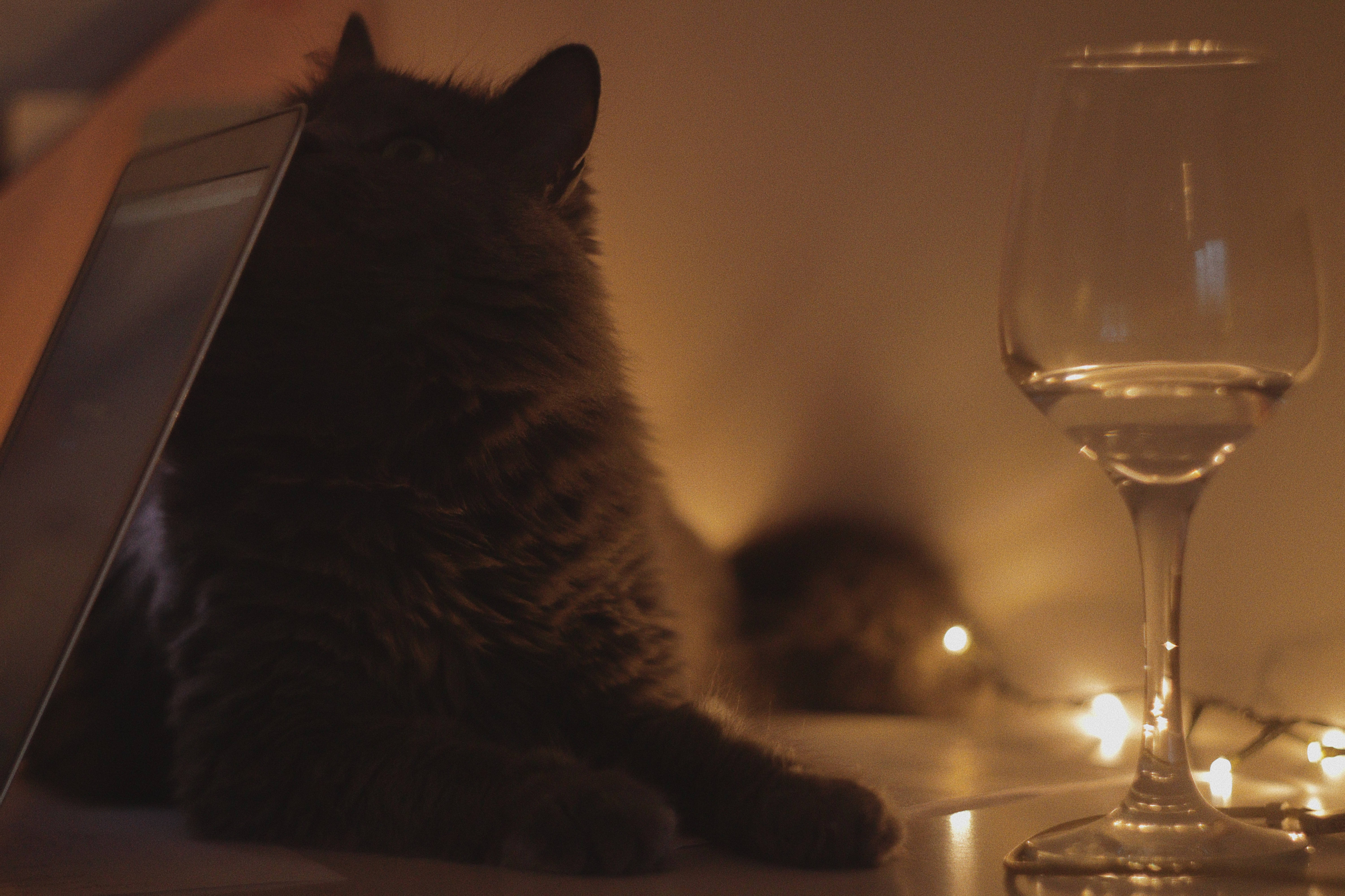 猫咪与酒杯的美学静物 壁纸