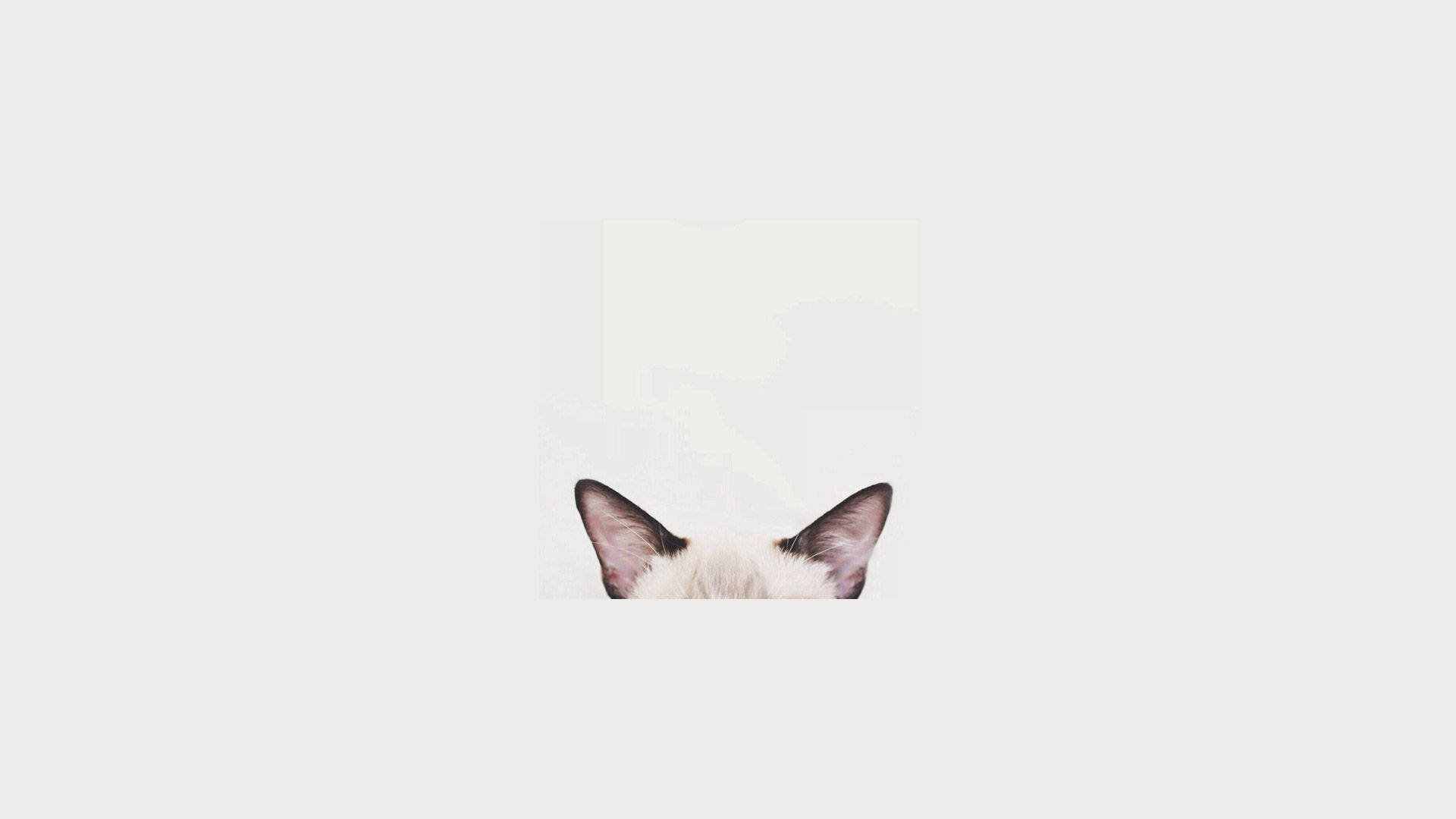 猫咪头部极简美学笔记本电脑 壁纸