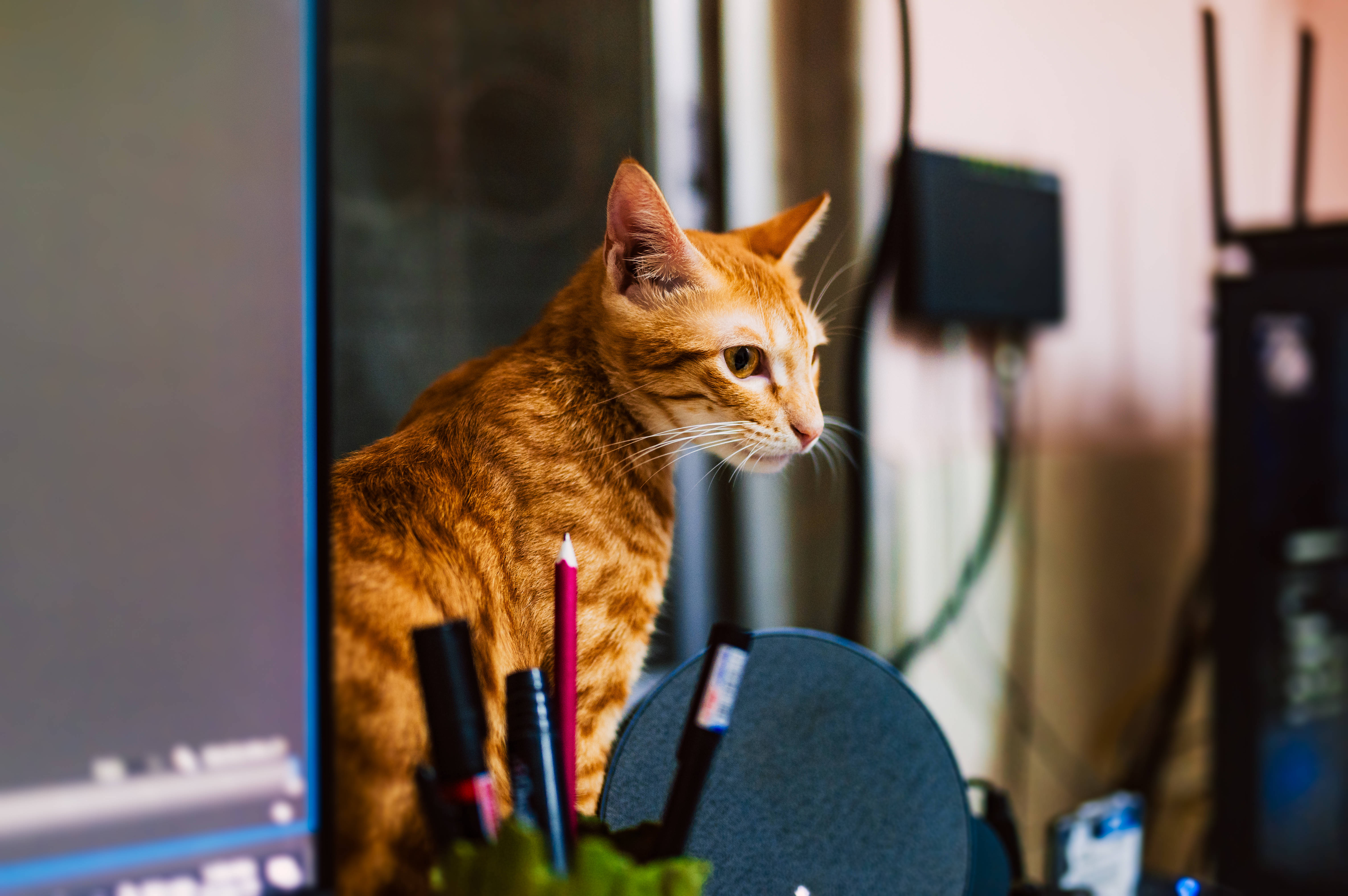 猫咪电脑·姜色虎斑 壁纸
