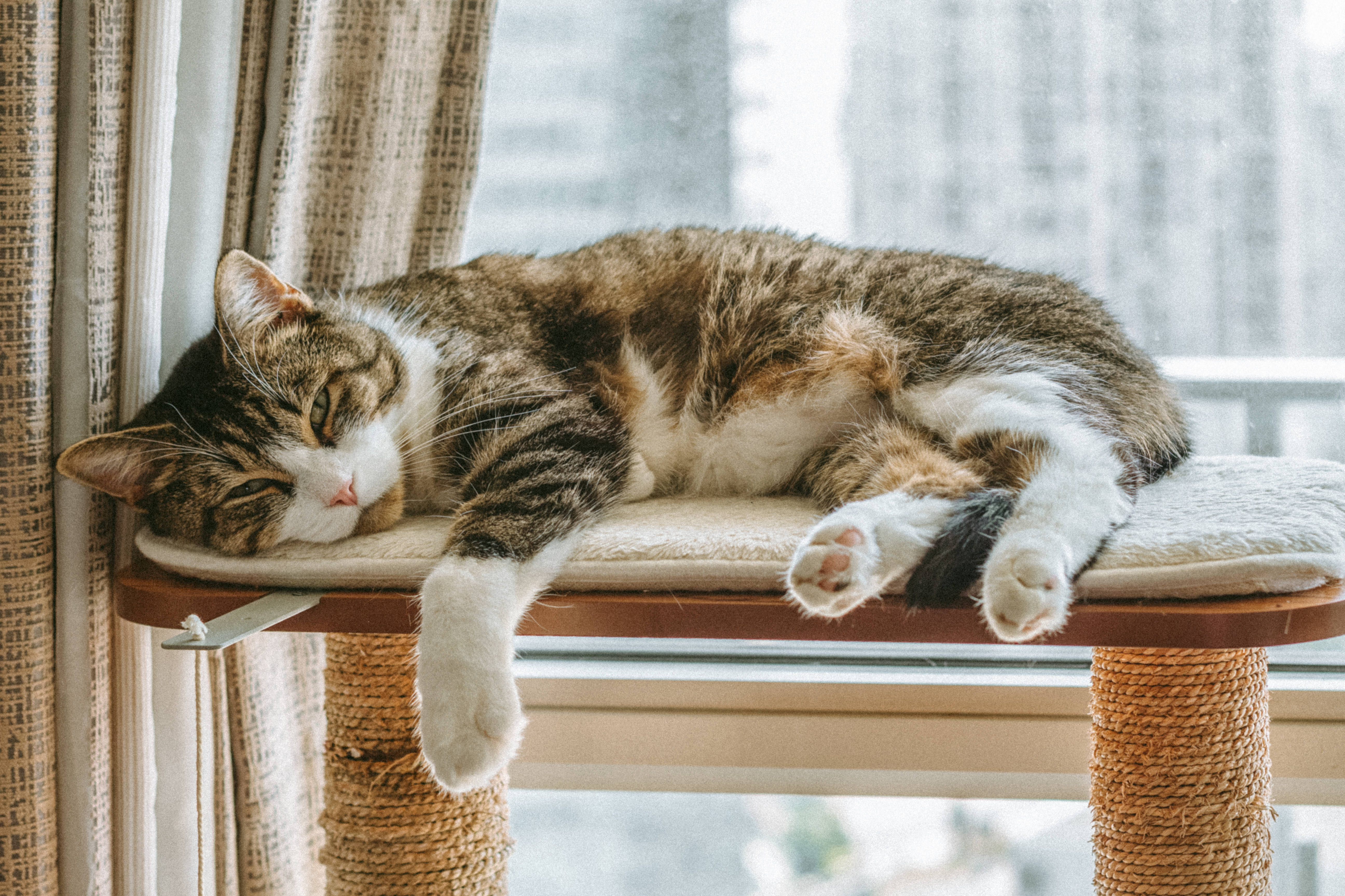 猫咪电脑旁安睡 壁纸