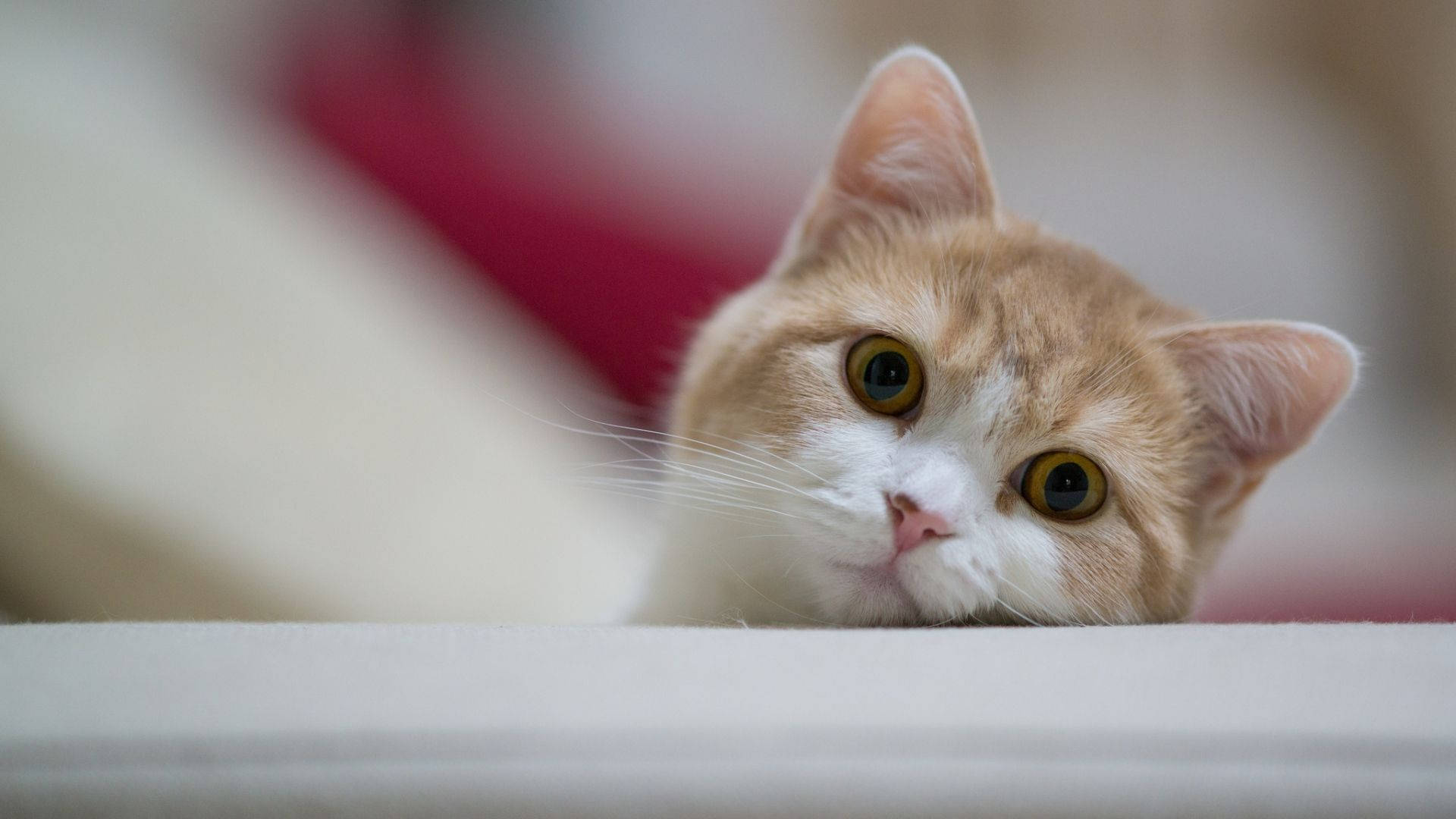 猫咪电脑的可爱凝视 壁纸