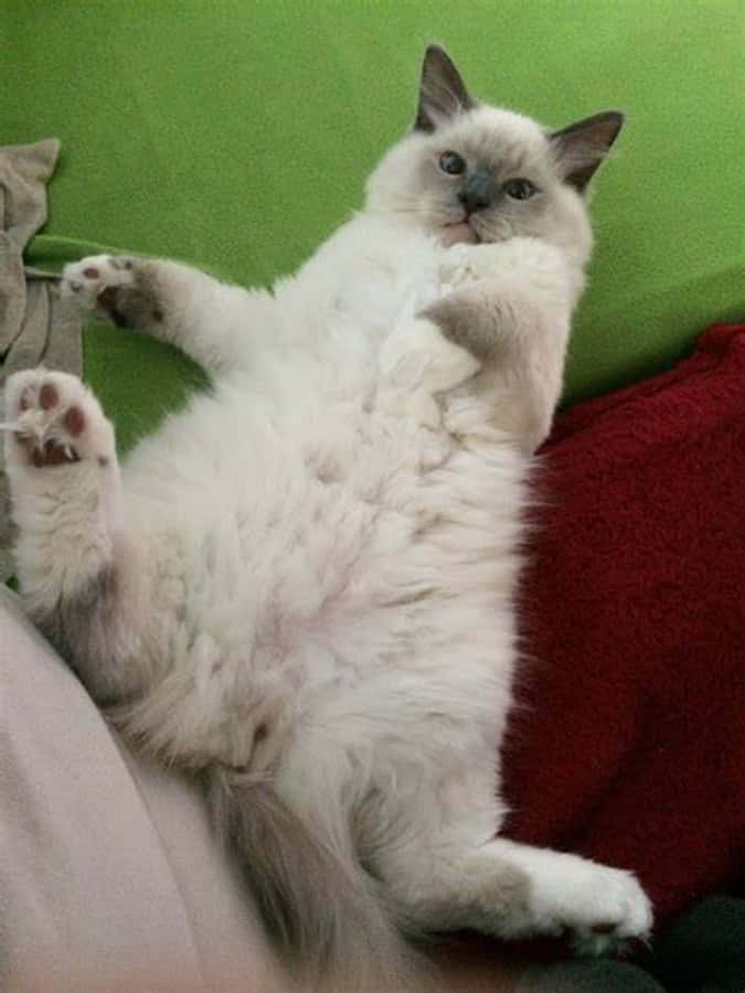 猫咪的俏皮瞬间 - 可爱又搞怪的小猫 壁纸