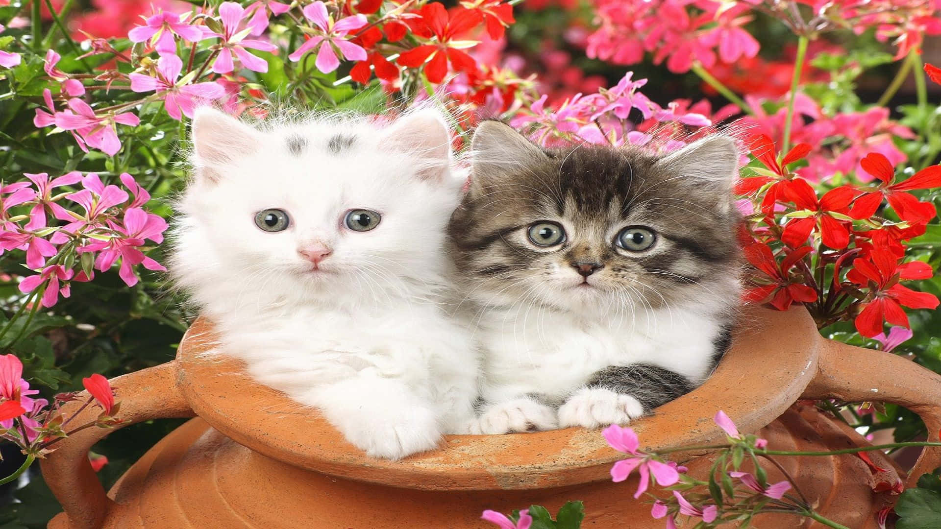 猫咪粘土罐情侣头像 壁纸