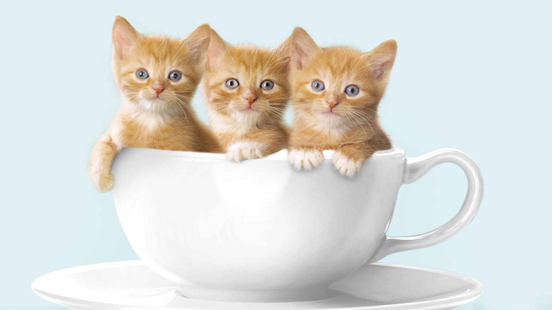 猫咪蜷缩在咖啡杯中的温馨画面 壁纸