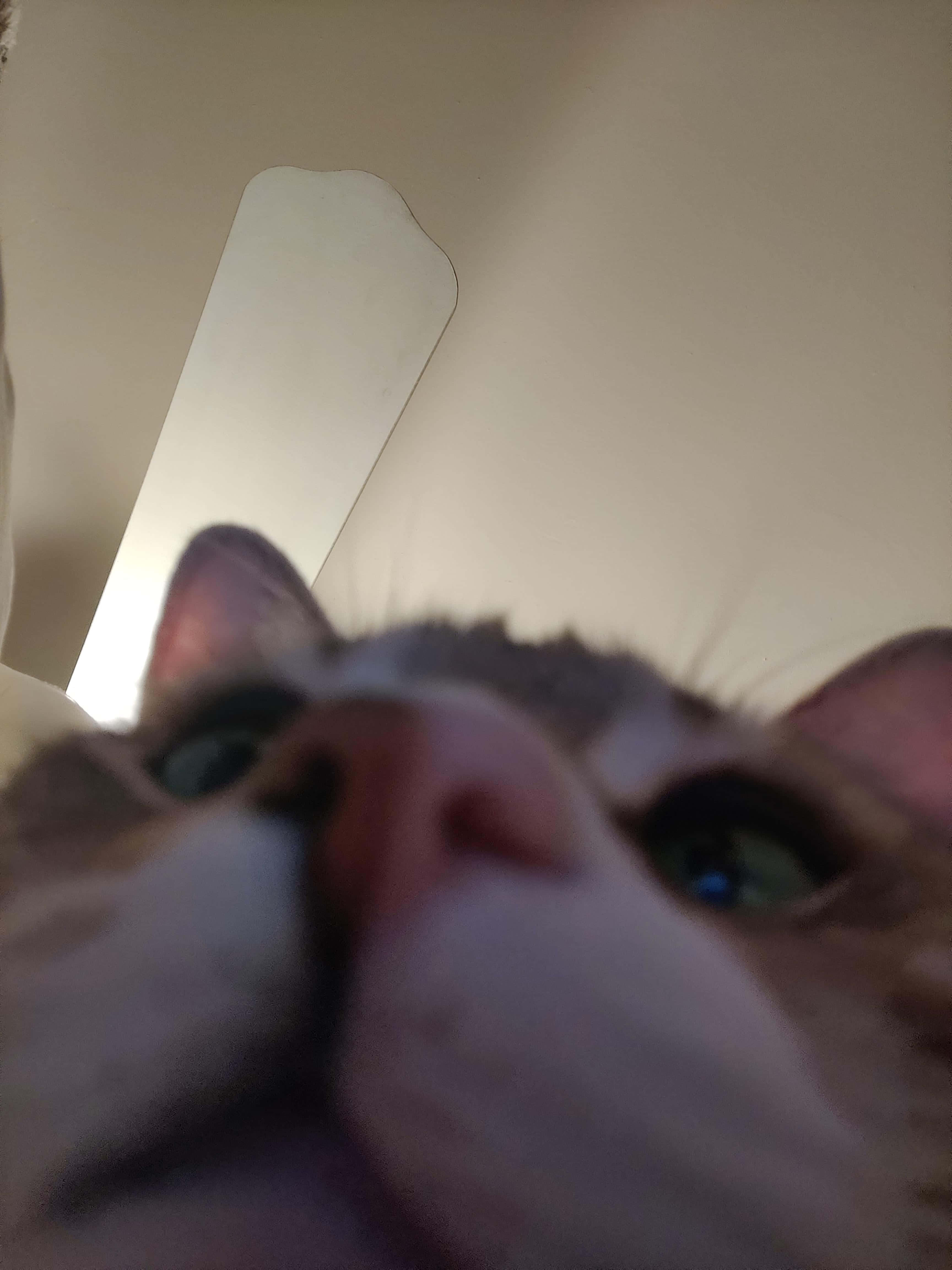 猫咪鼻子特写可爱头像 壁纸