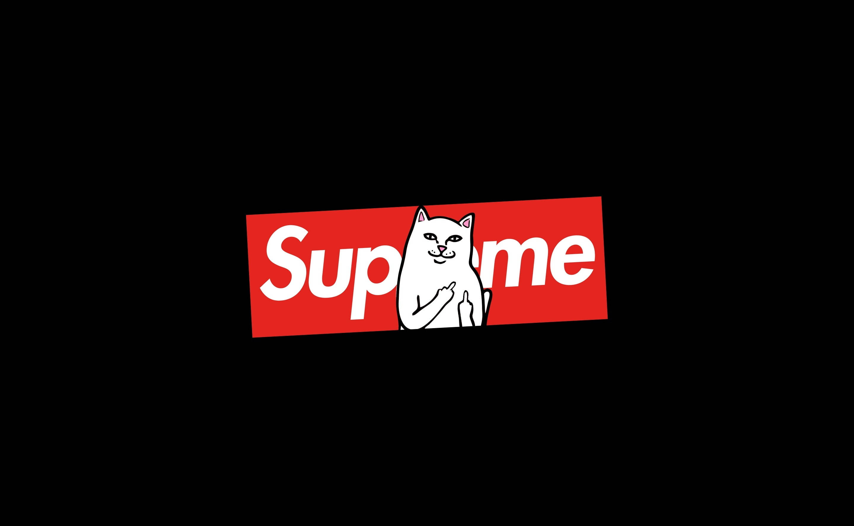 猫坐在Supreme笔记本电脑上 壁纸