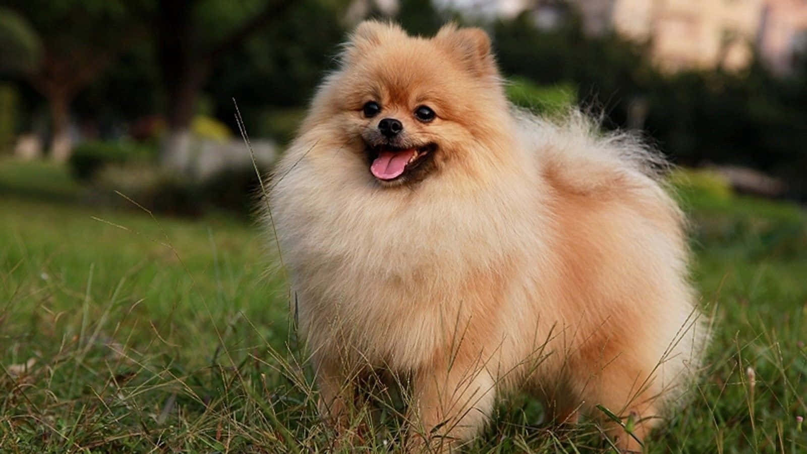 玩耍中的博美幼犬图片 壁纸