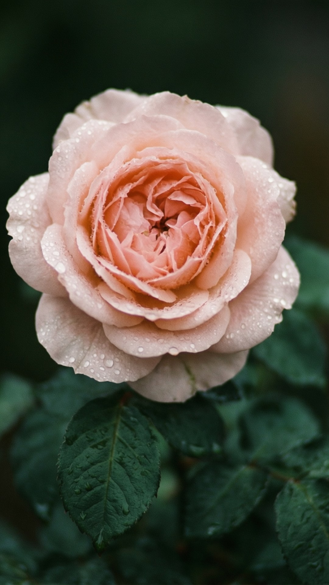 玫瑰花瓣粉 壁纸