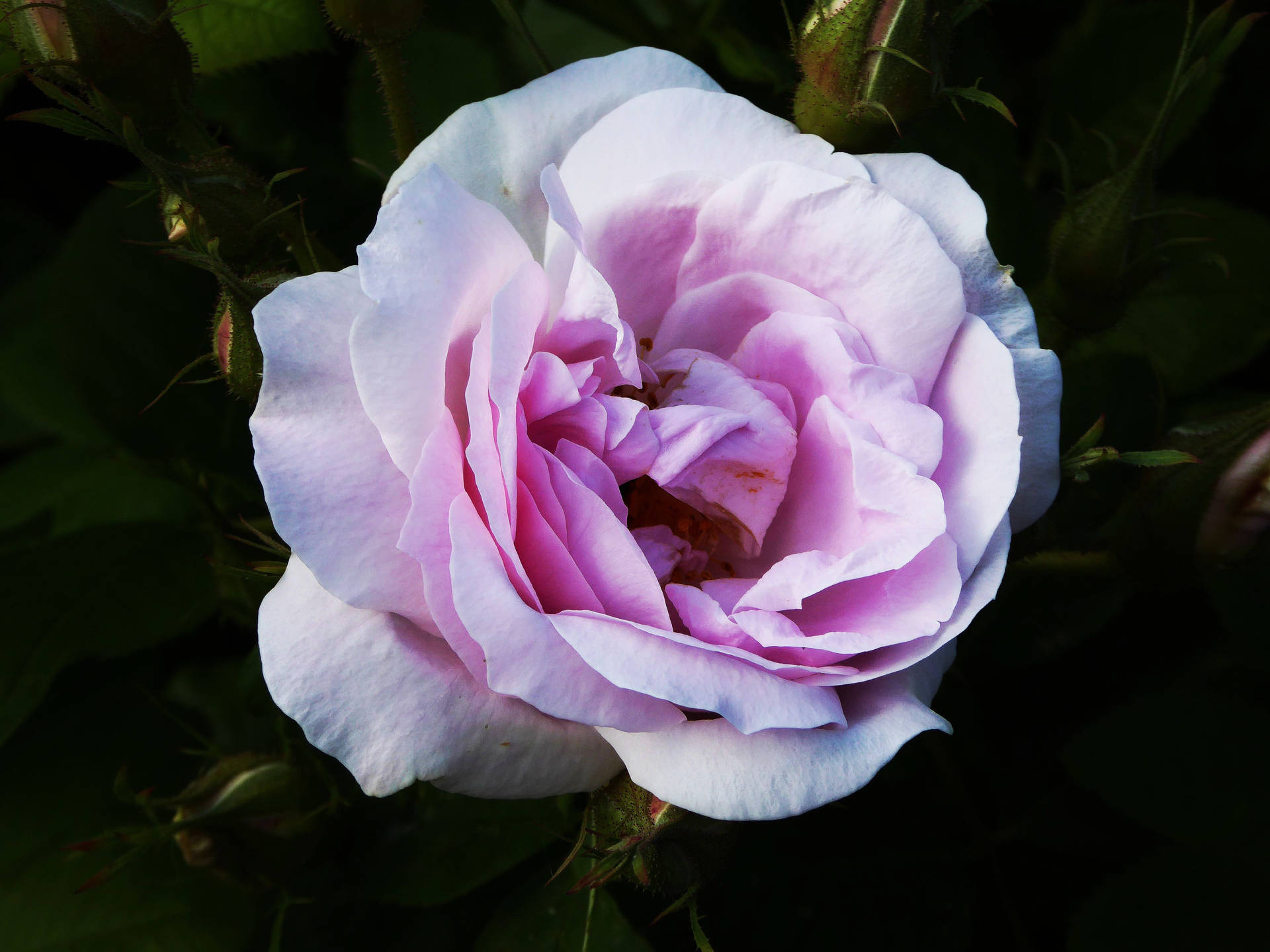 预览壁纸 玫瑰 花蕾 花瓣