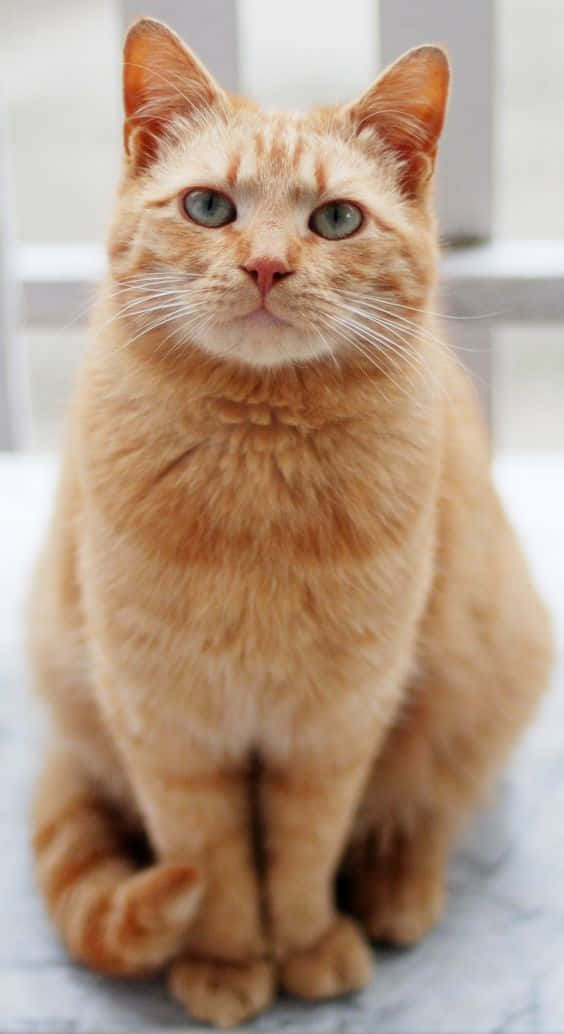 珍贵姜猫图片 壁纸