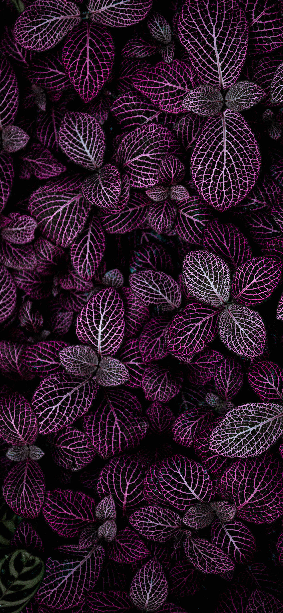 用Plants iPhone壁纸亲近自然 壁纸