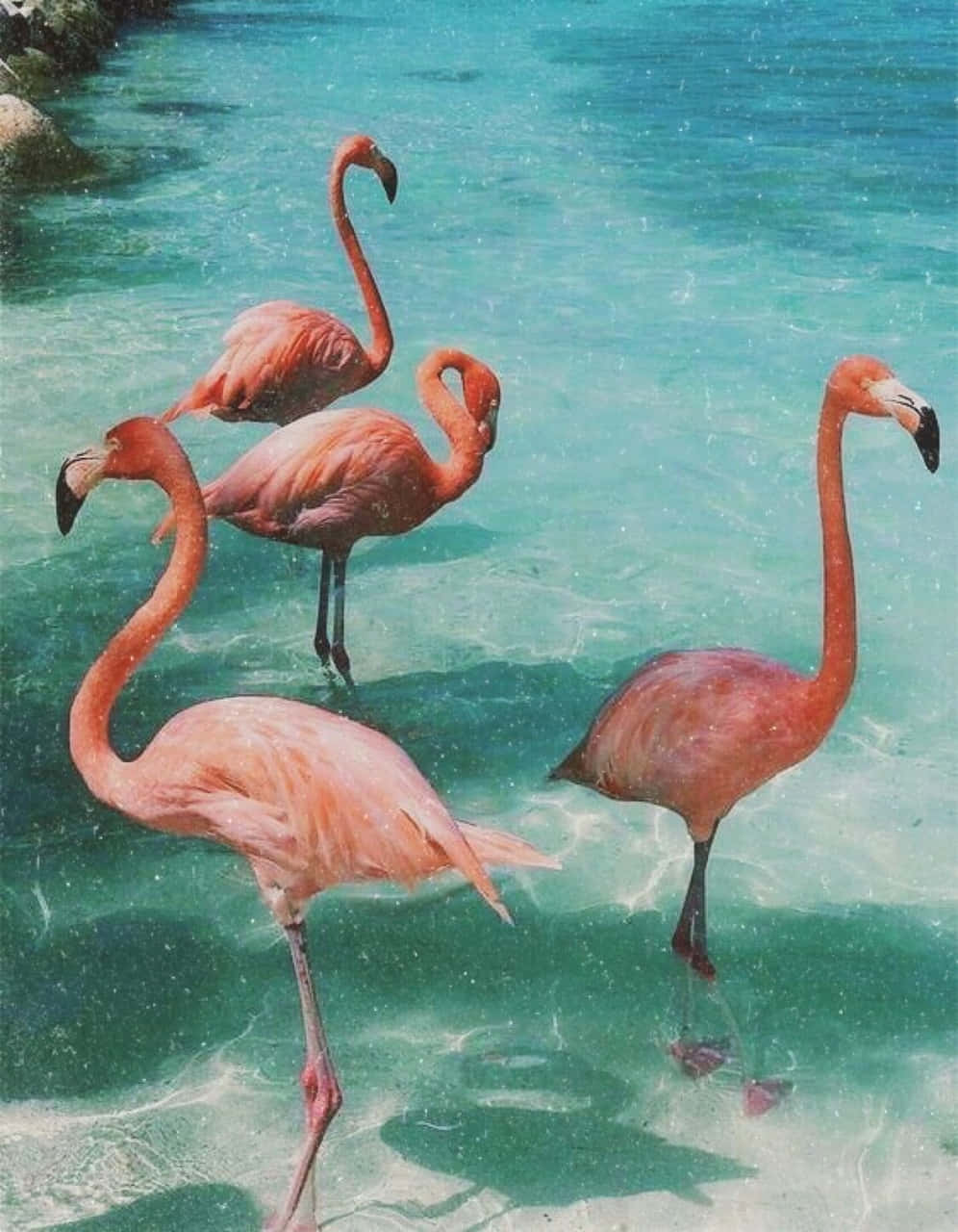 用绝美夏日美学焕活你的灵魂。 壁纸