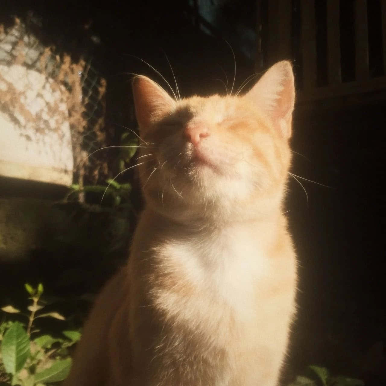 用美学猫咪让世界更时尚 壁纸