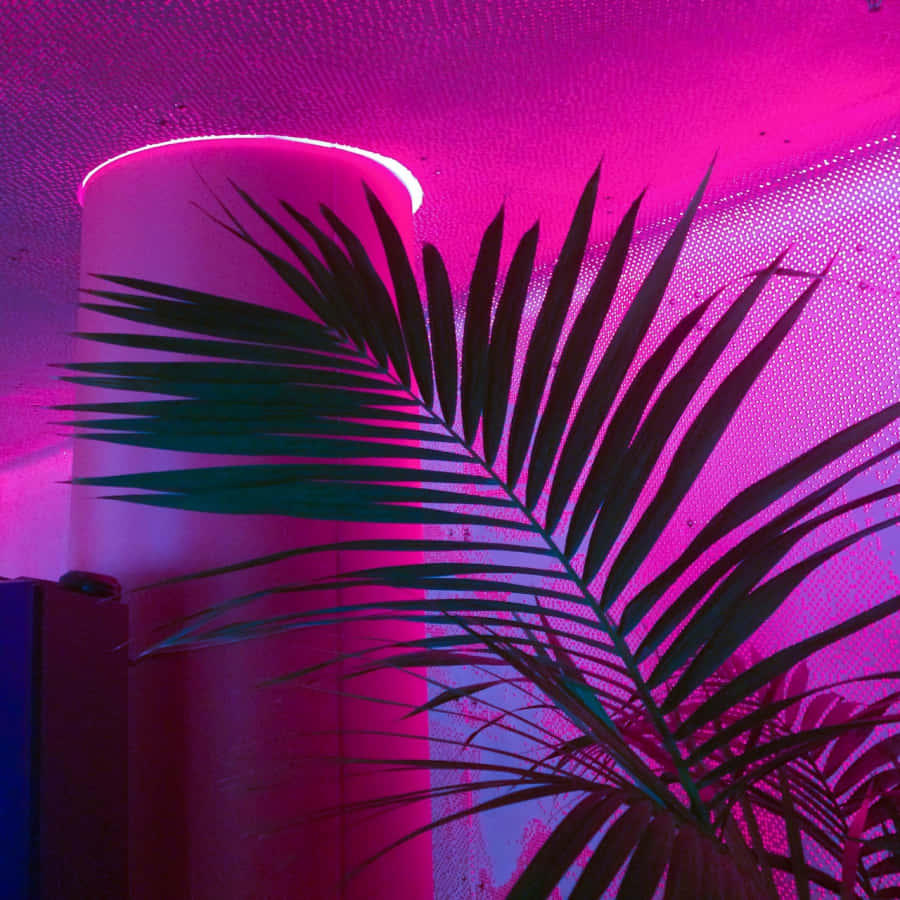 用这耀眼的霓虹粉美学点亮你的生活 壁纸