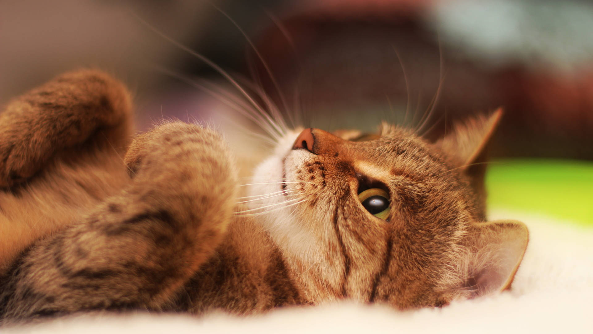 白布上优雅的猫 壁纸