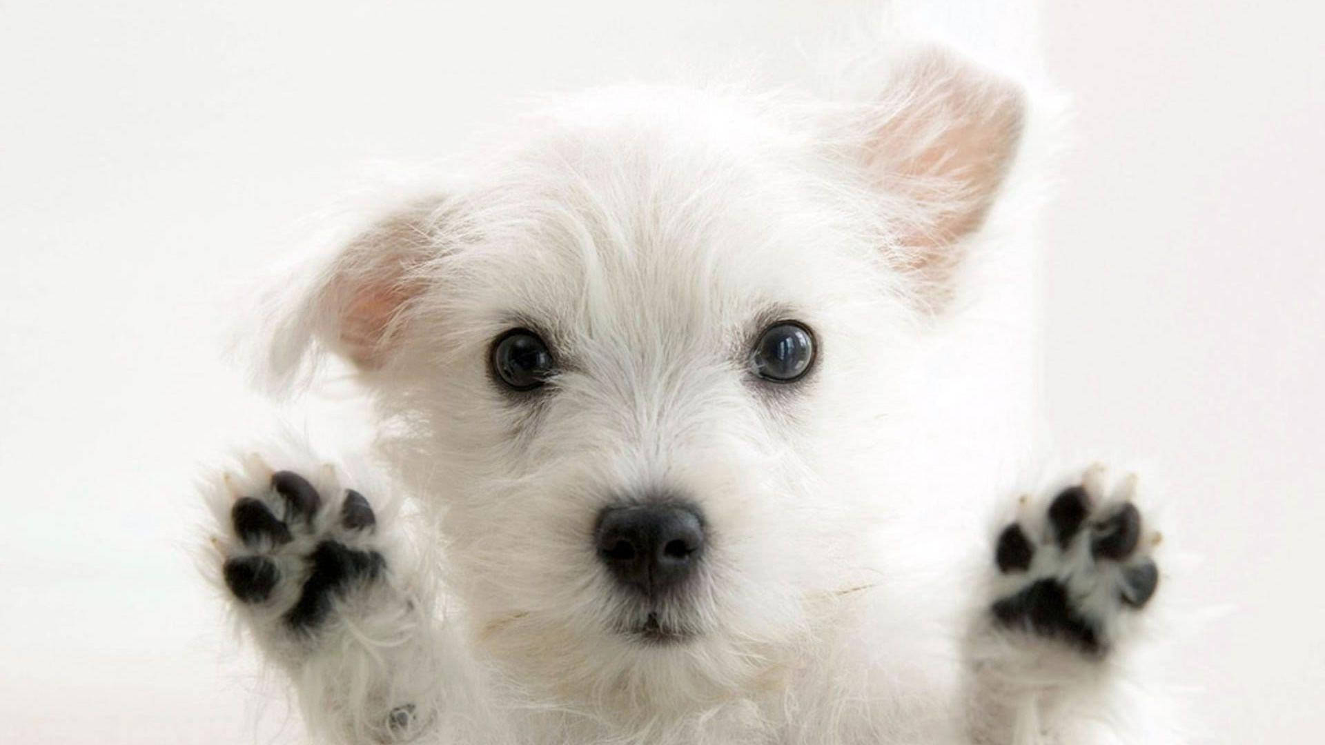 白色梗犬可爱桌面壁纸 壁纸
