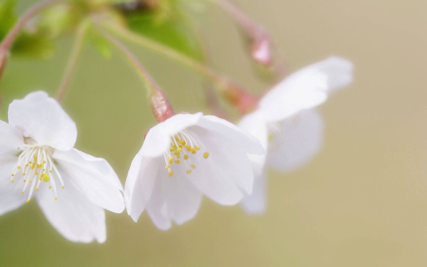 白色樱花壁纸