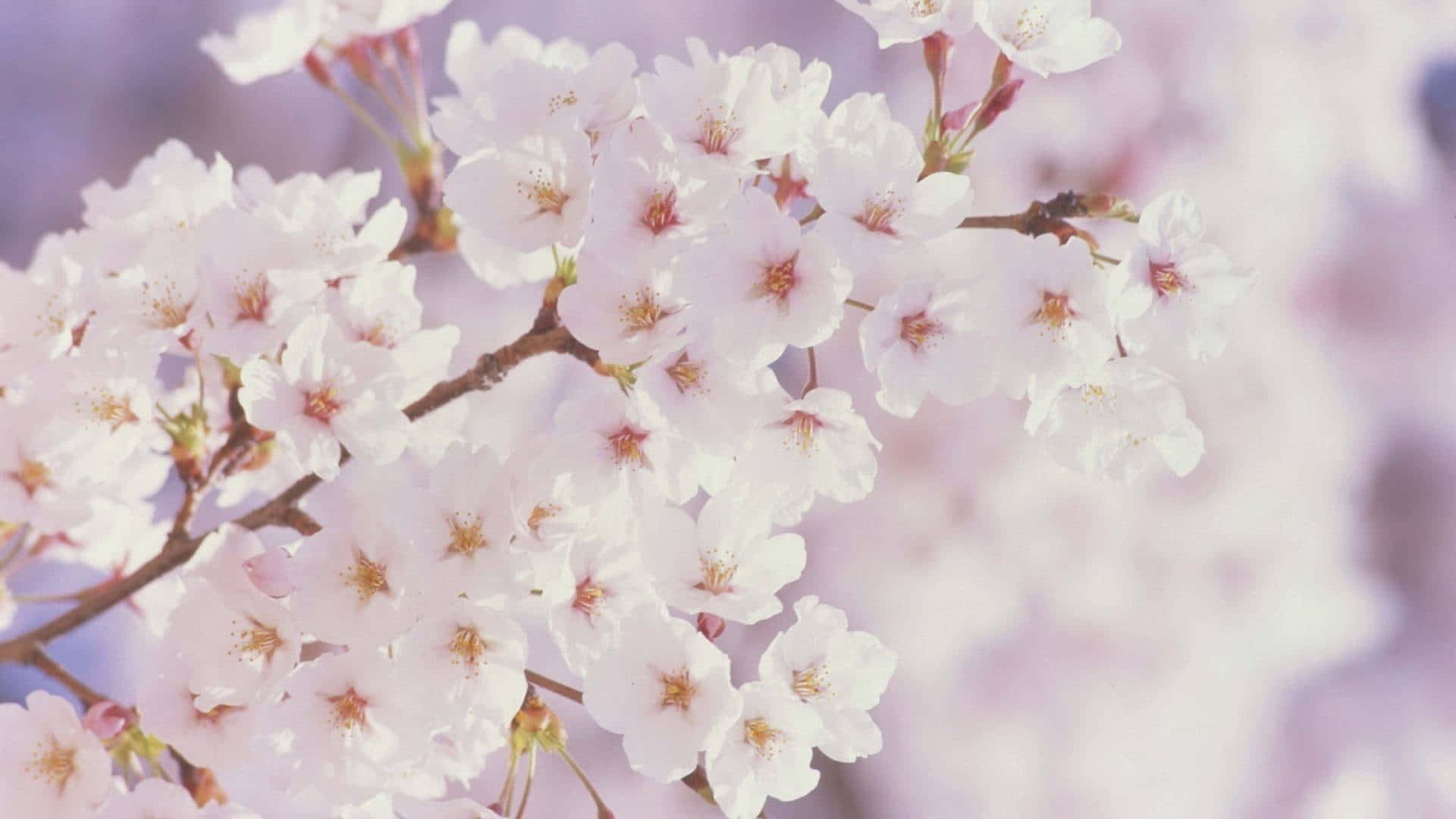 白色樱花春季花卉背景 壁纸