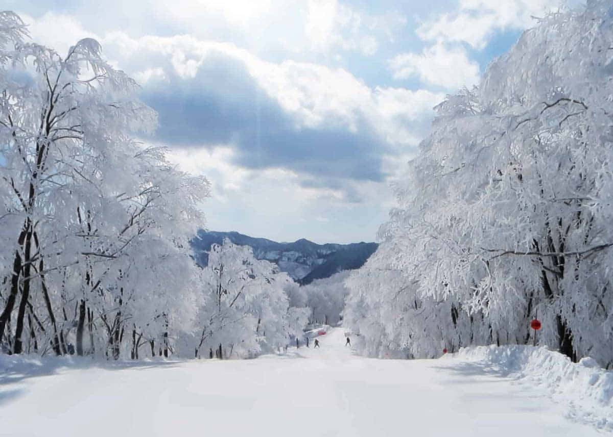 白色美丽雪景图片 壁纸