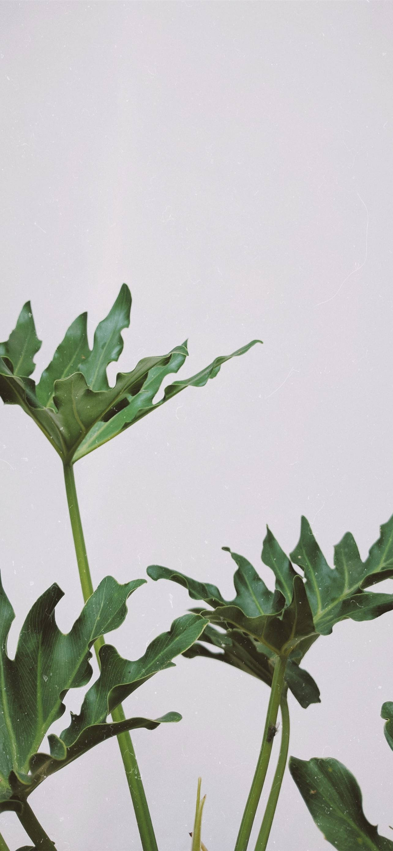 白色背景上叶片宽大的植物 壁纸
