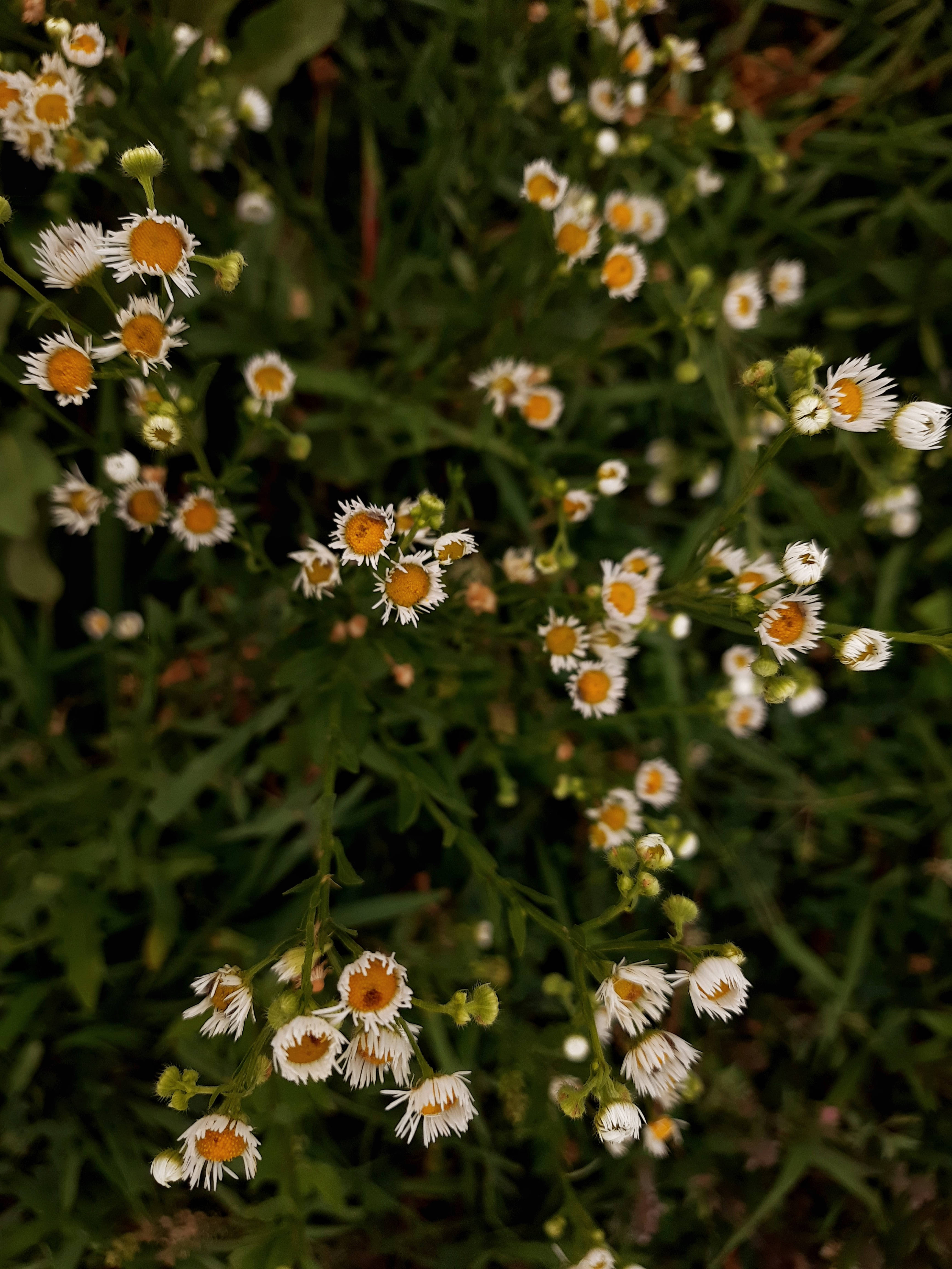 白色花朵草地田园美学 壁纸