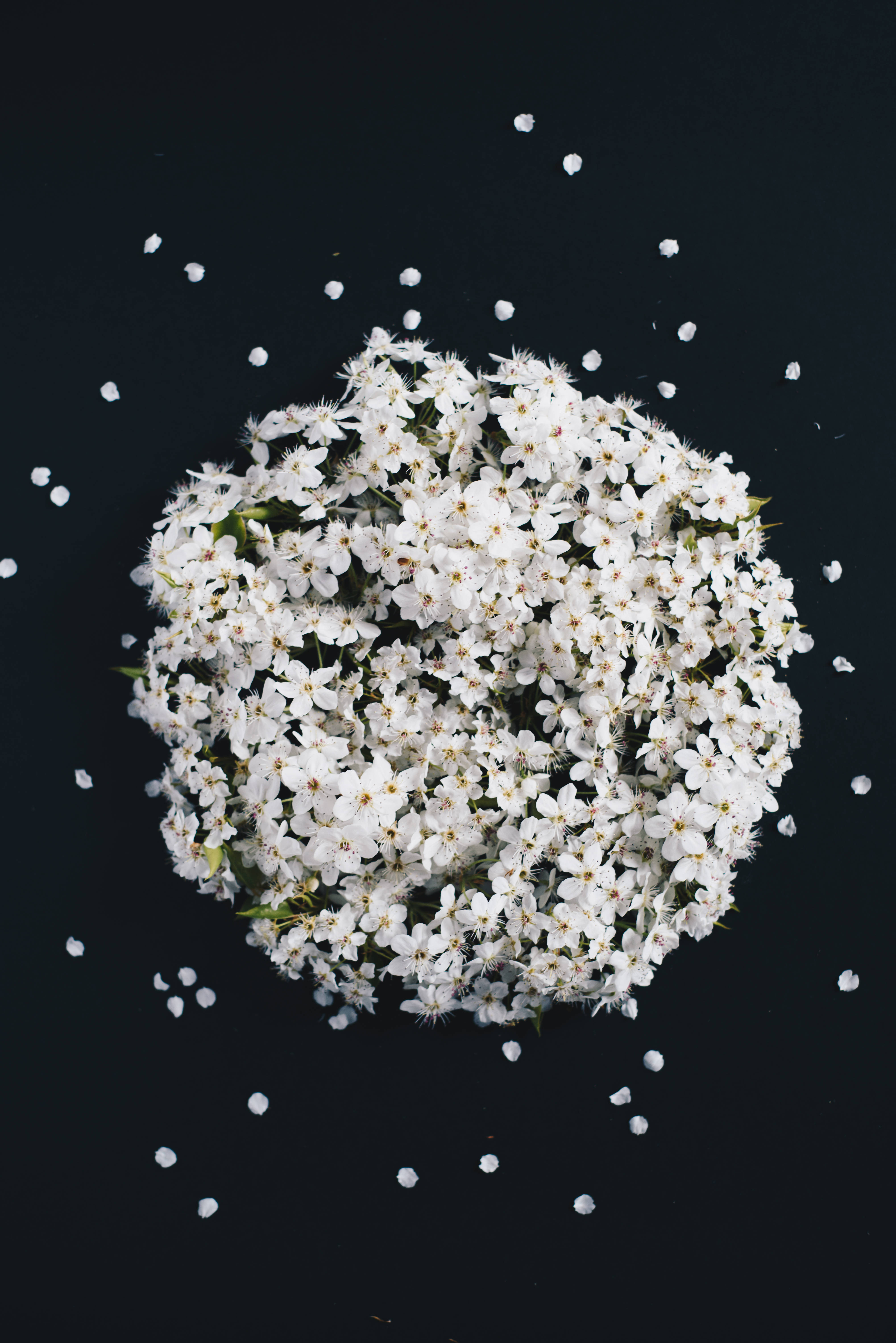 白色花束暗色背景 壁纸