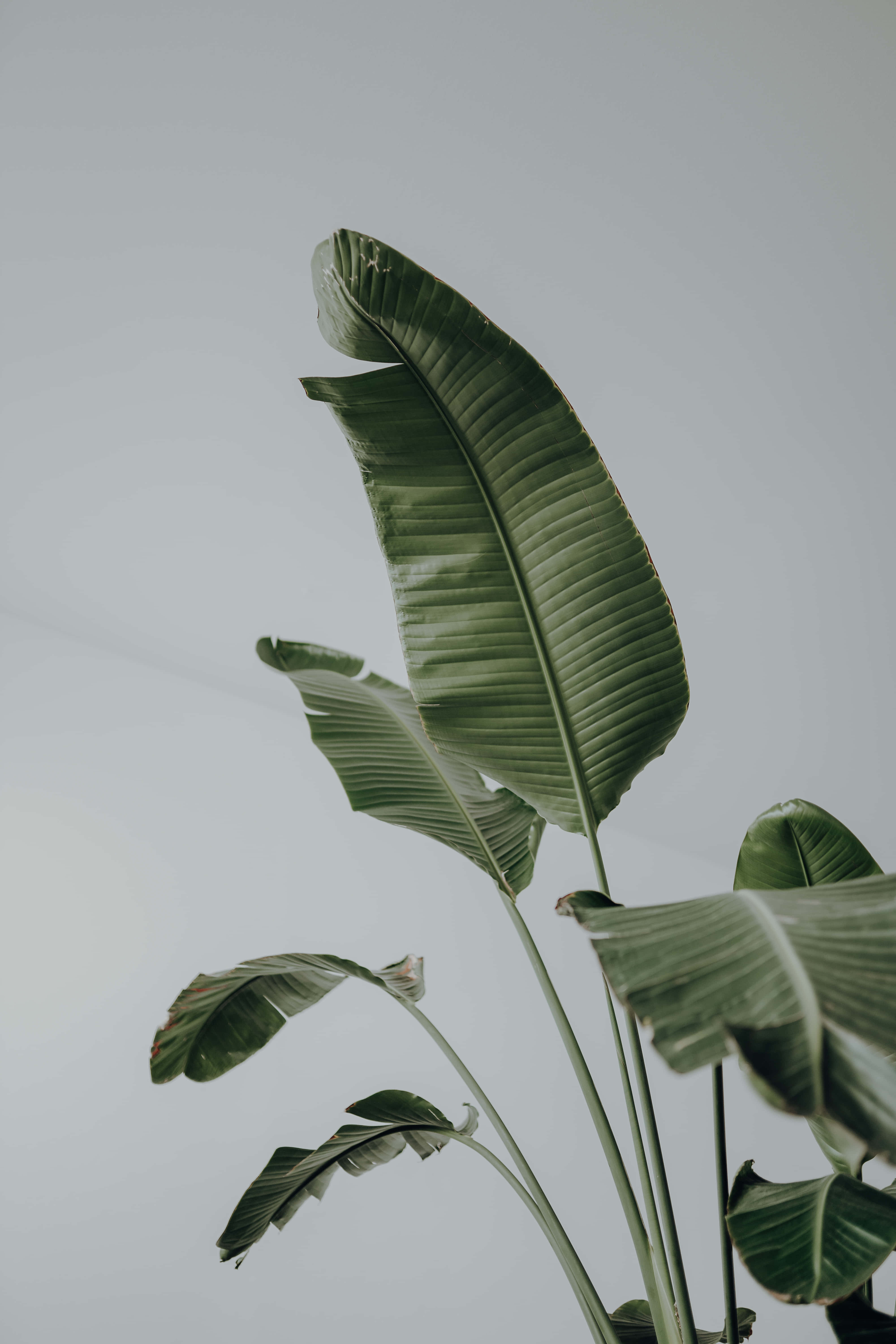 白色花瓶中的植物叶片 壁纸