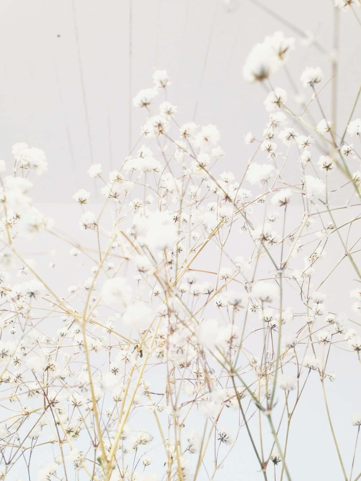 白色花瓶中的白花映衬白色天空 壁纸