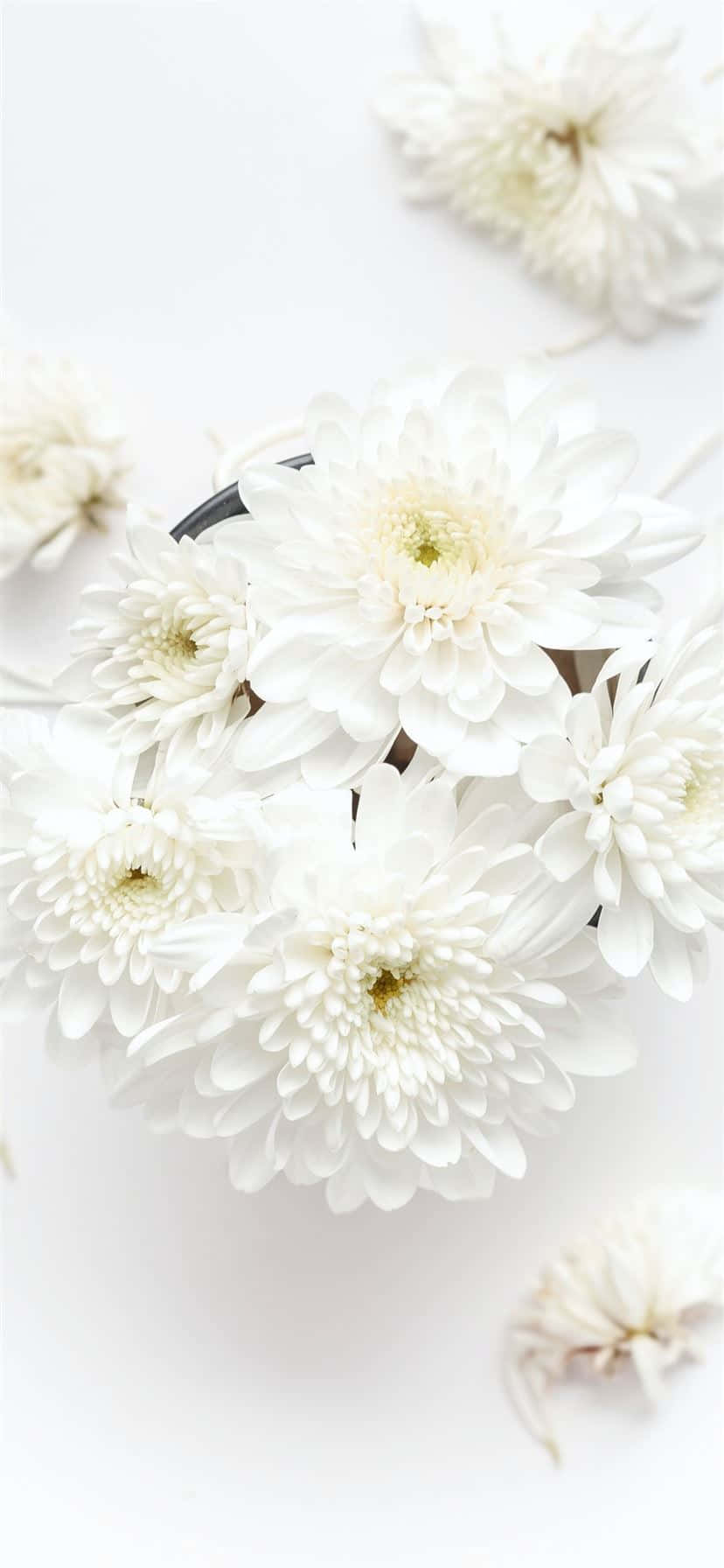 白色表面碗中的白色花朵 壁纸