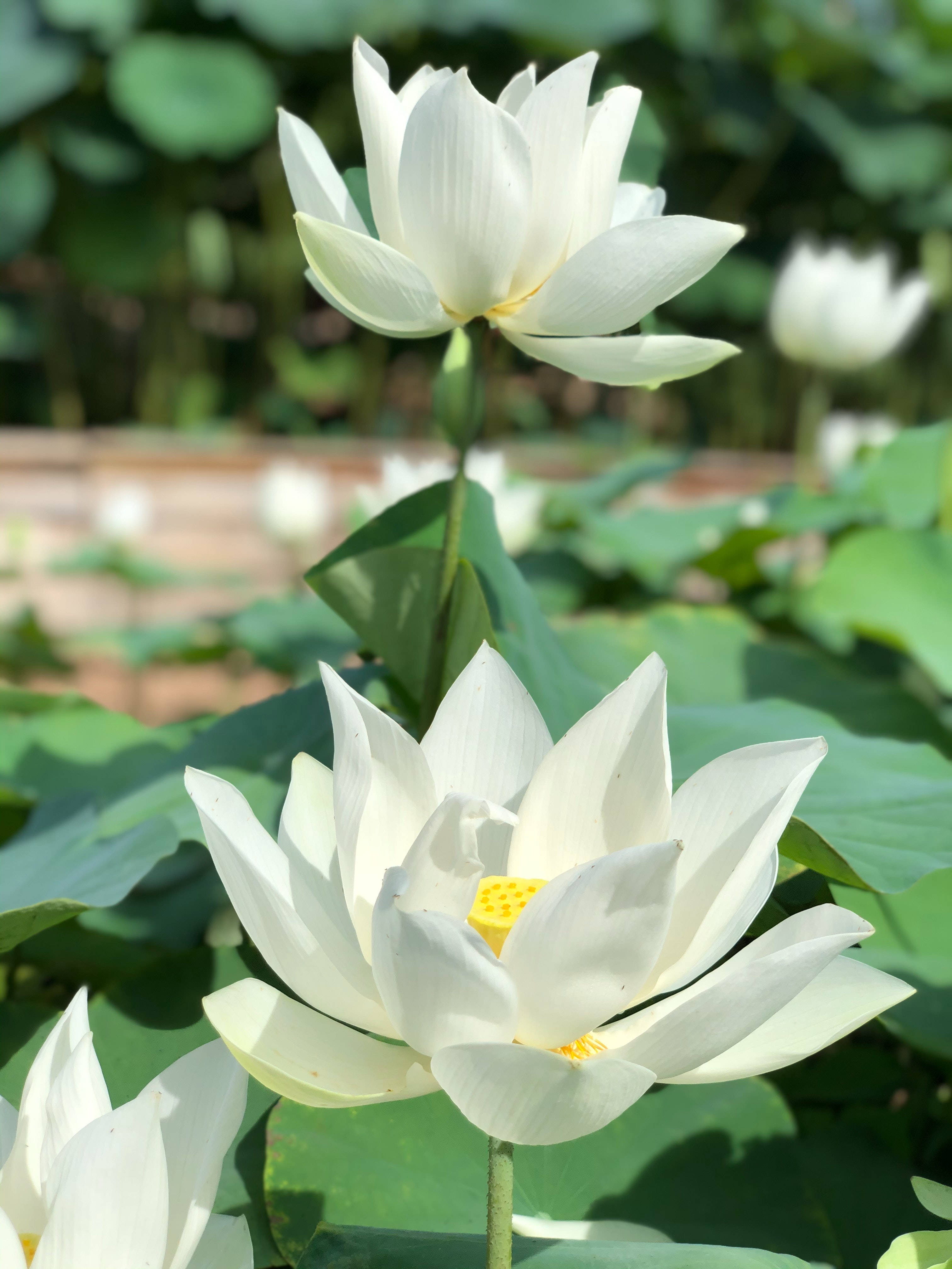 白莲花 壁纸