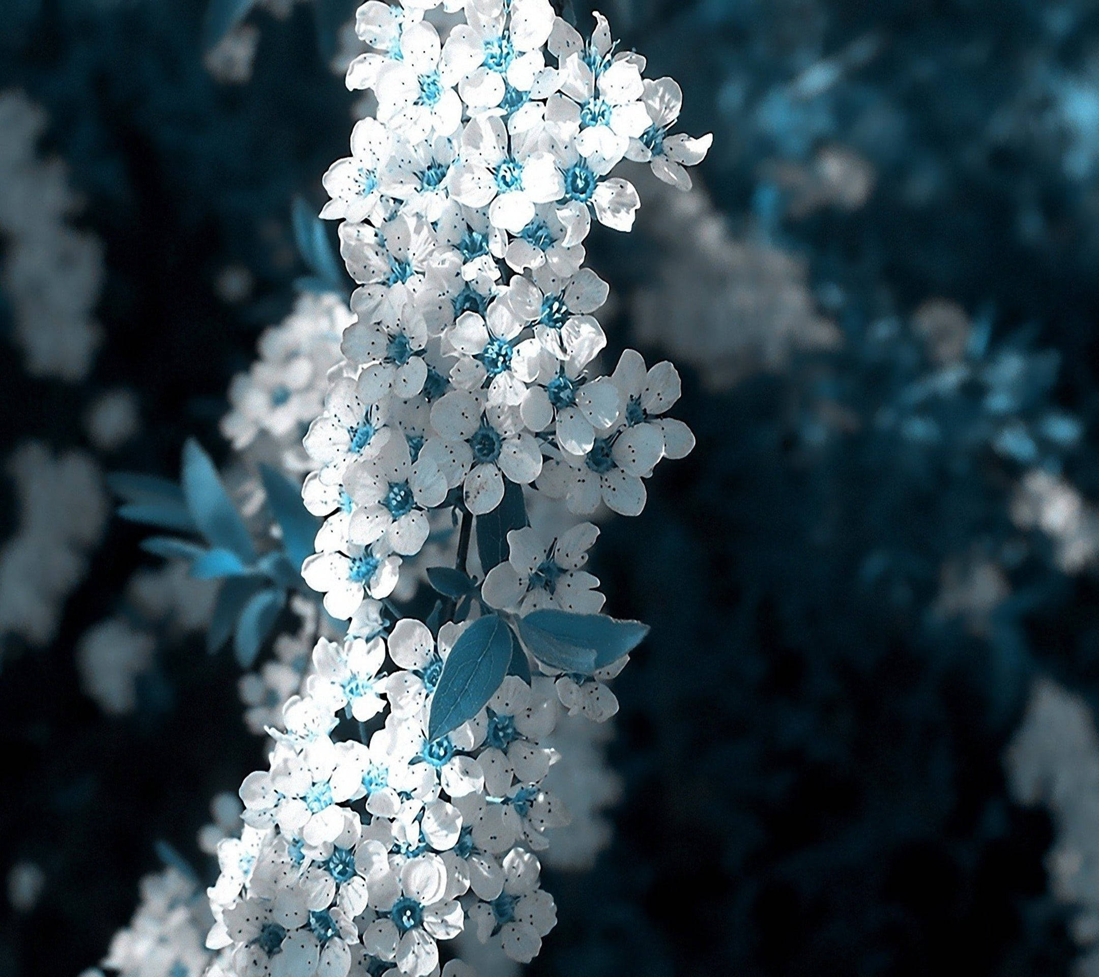白蓝樱花美丽花朵 壁纸