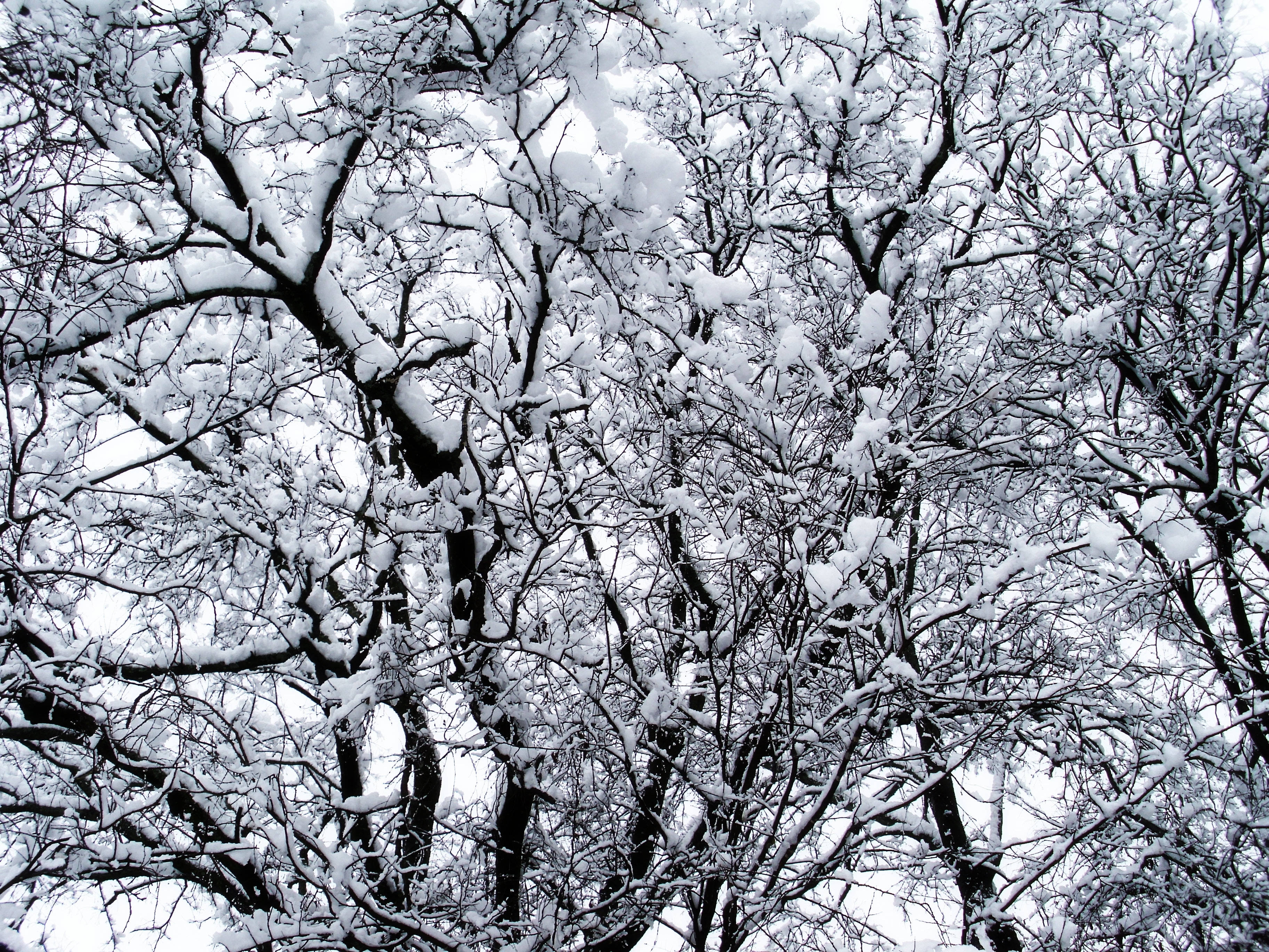 白雪覆盖的冬日树木 壁纸