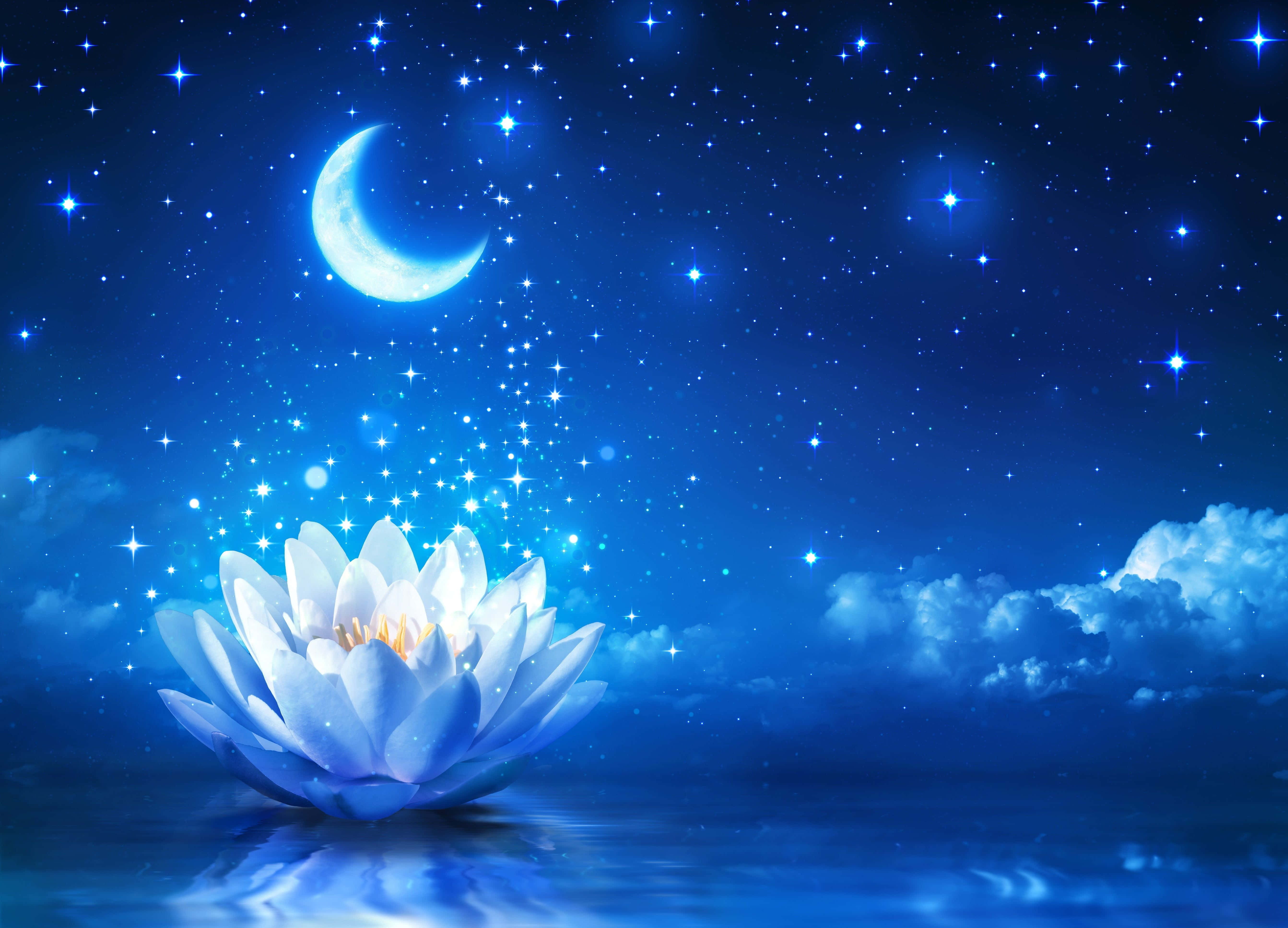 盛开的优雅莲花 壁纸