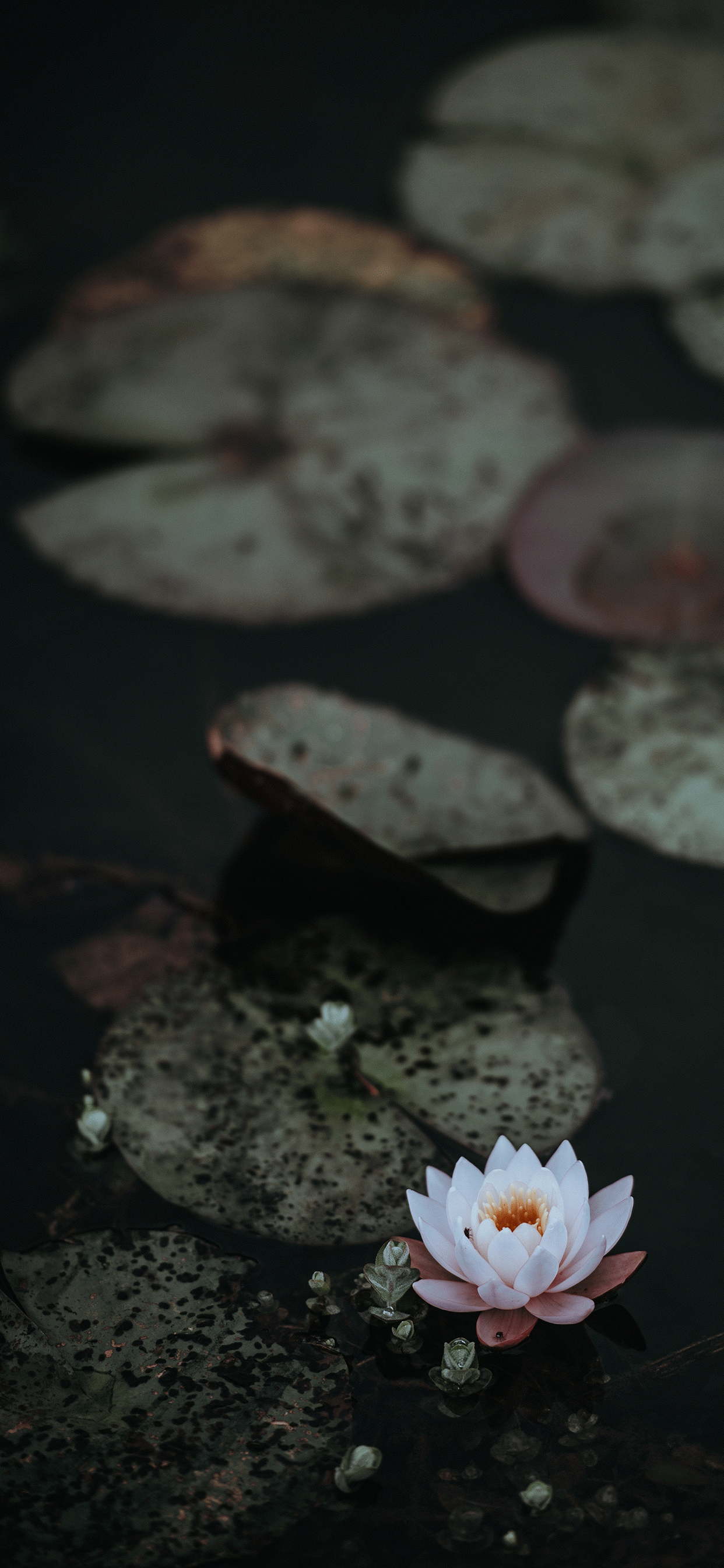 盛开的宁静莲花 壁纸