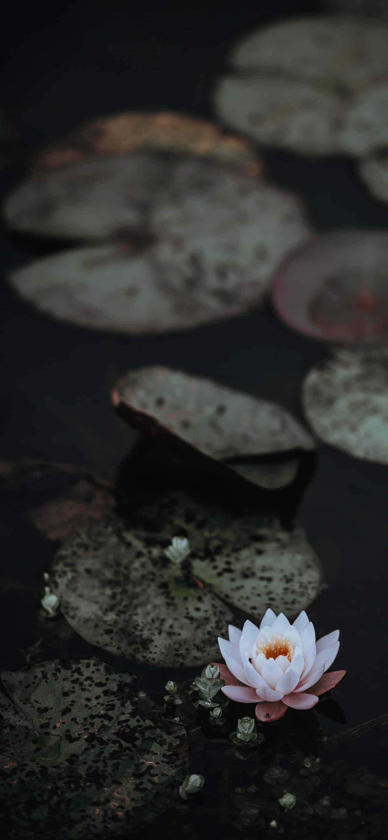 盛开的宁静莲花 壁纸