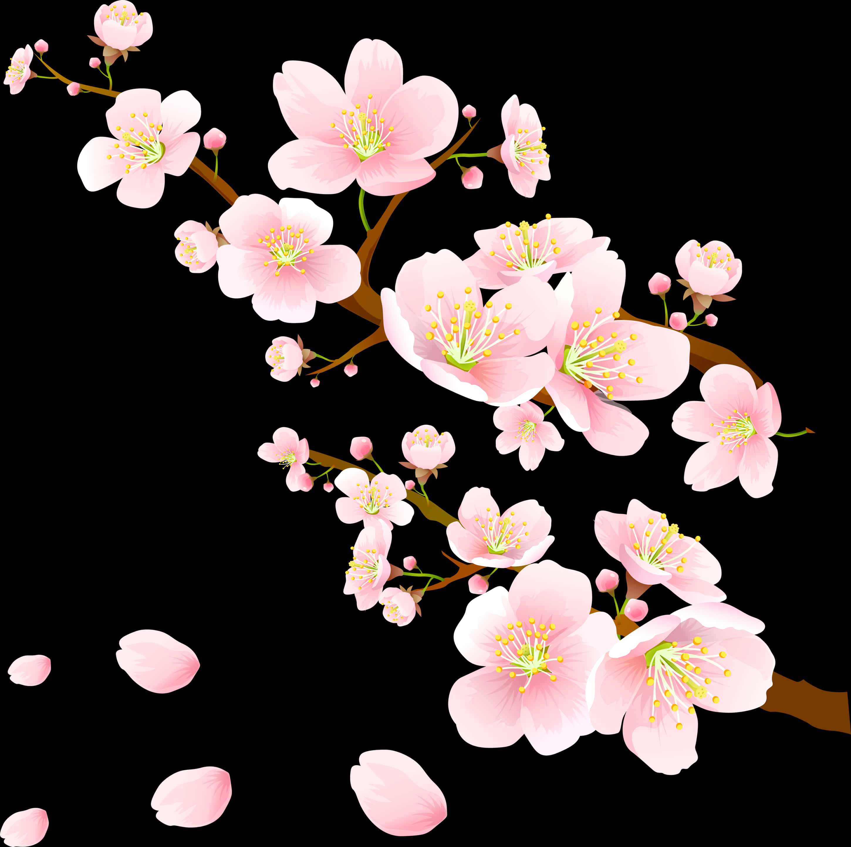 盛开的粉色樱花 壁纸