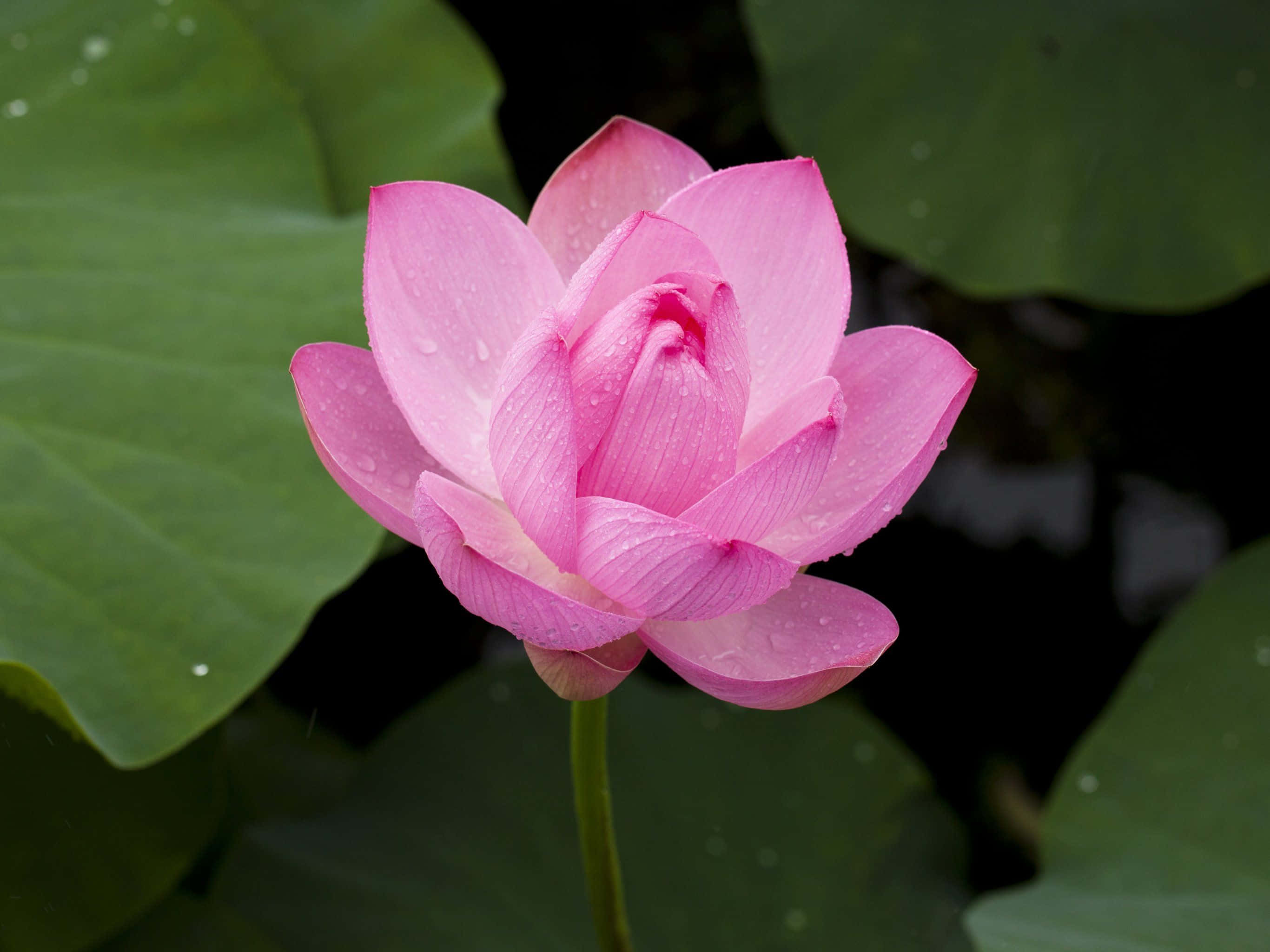 盛开的莲花，惊艳绽放 壁纸