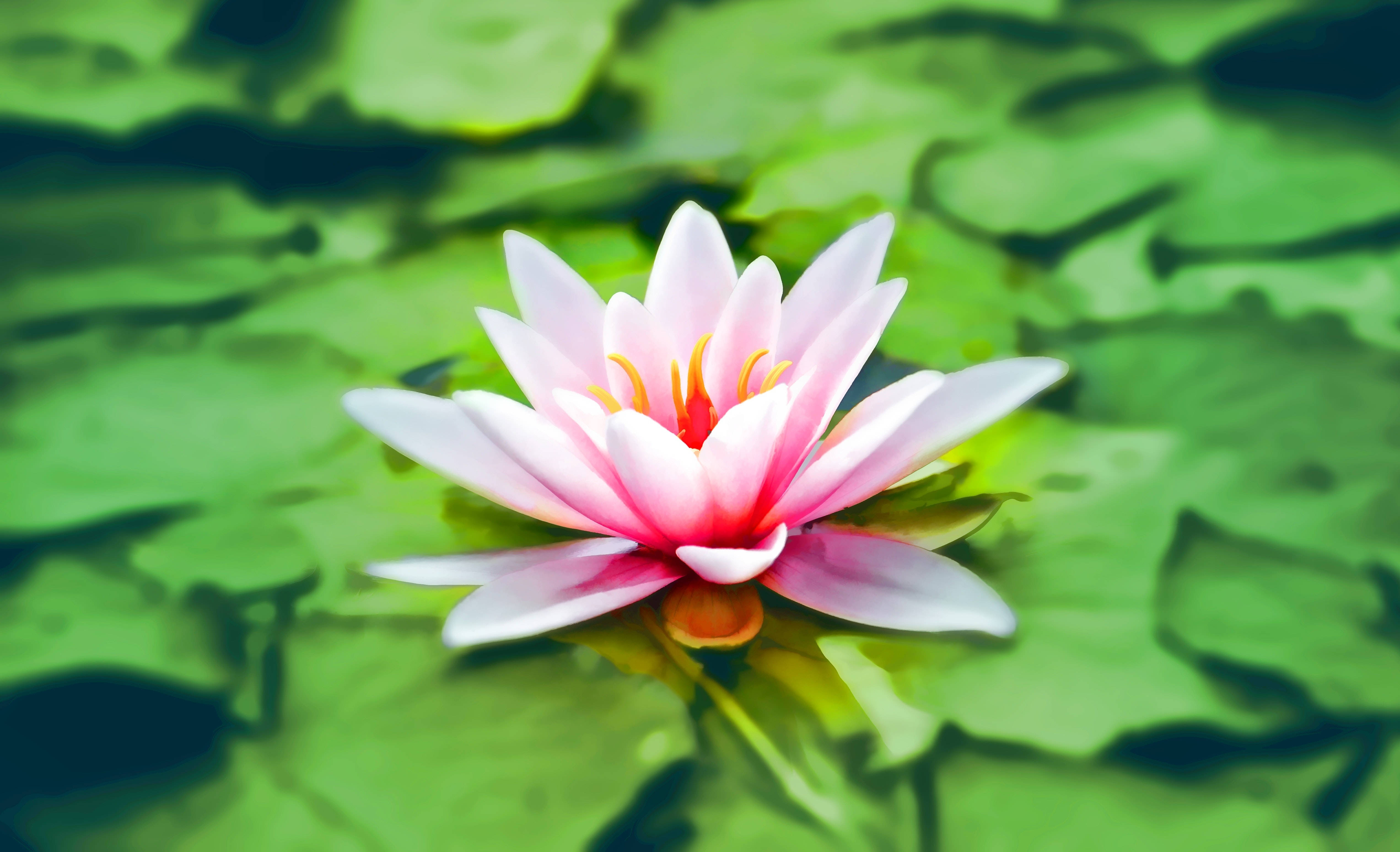 盛放至臻的粉莲 壁纸