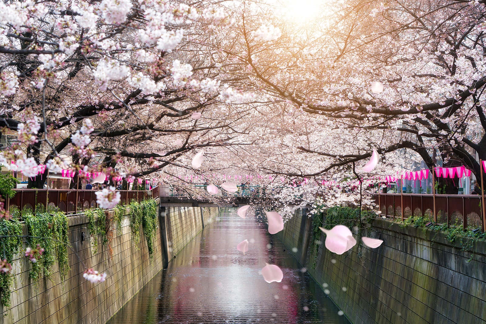 目黑川樱花美景 壁纸