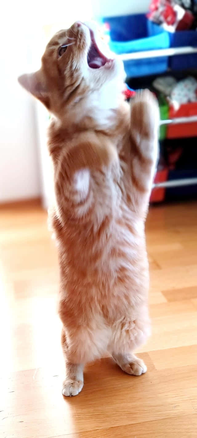 直立跳舞猫.JPG 壁纸