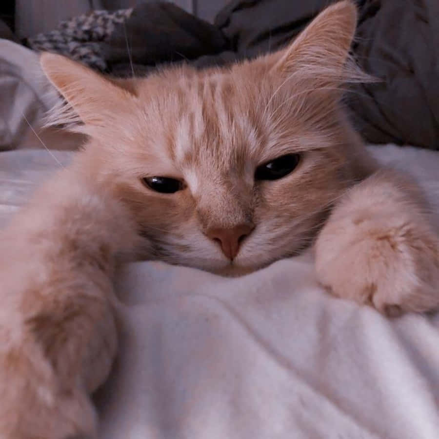 看看这只可爱的审美猫咪！ 壁纸