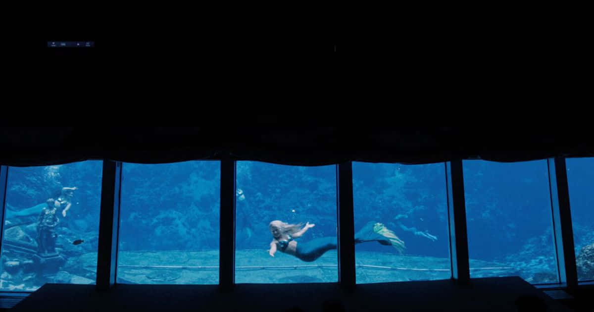 真实美人鱼水族馆图片 壁纸