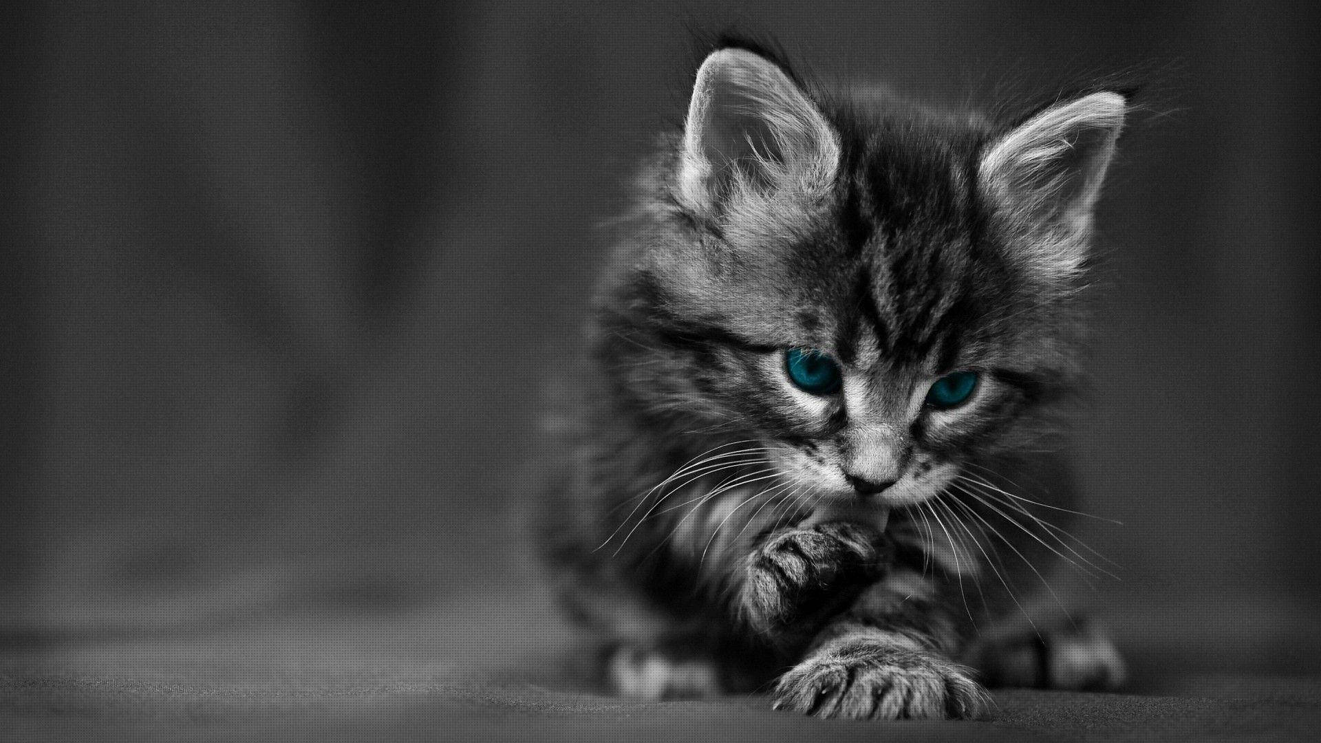 神秘氛围中迷人而壮丽的黑猫 壁纸