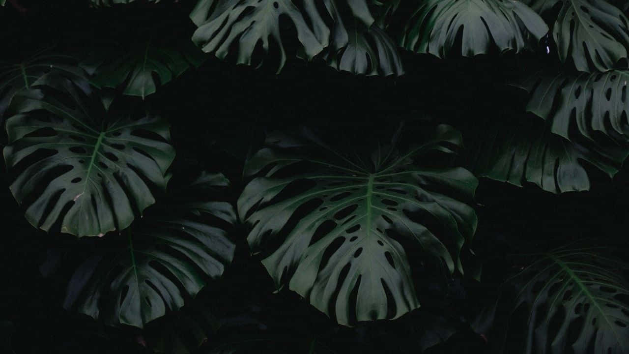 神秘深绿美学背景 壁纸