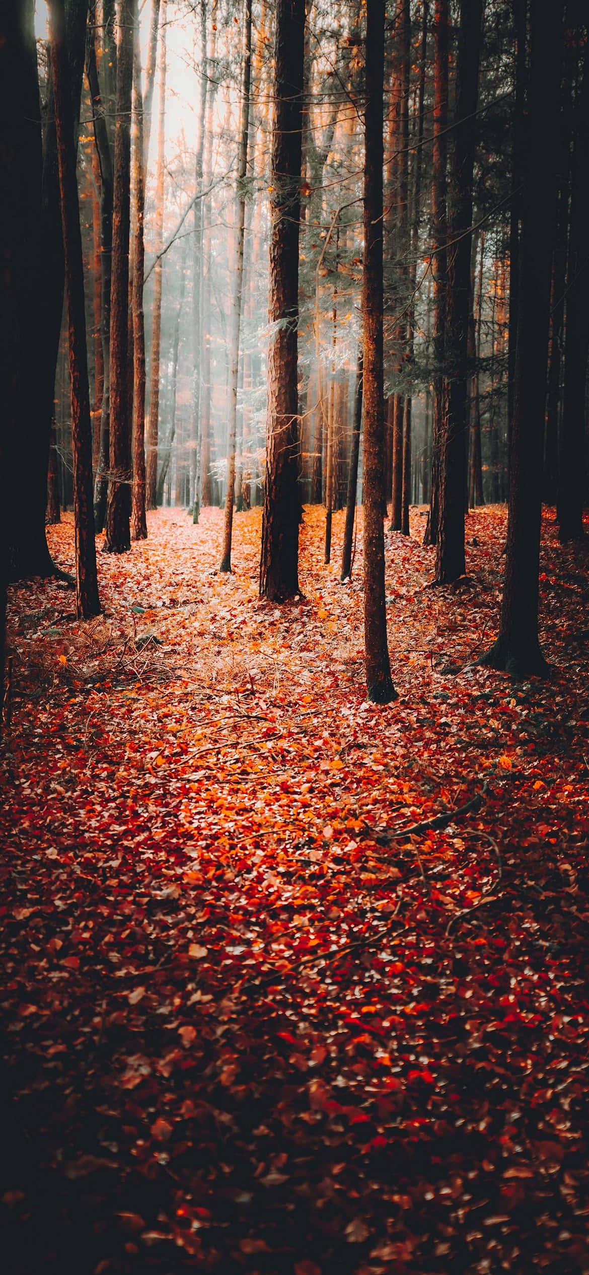 秋日背景 壁纸